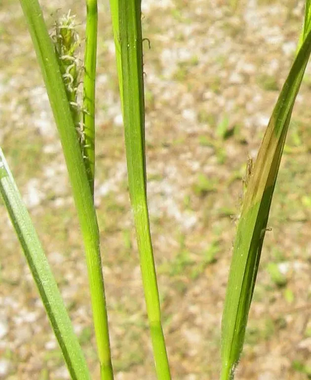 Slender Sedge (Carex Lasiocarpa) — providing a warm color transition into the colder months.<br><br>For the landscape designer; carex lasiocarpa, image 103