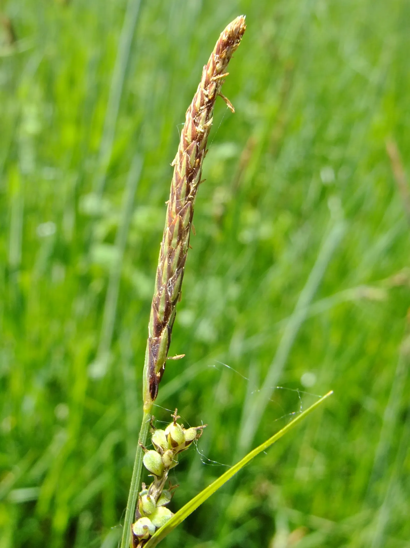Slender Sedge (Carex Lasiocarpa) — scientifically known as Carex lasiocarpa; grass / ground cover with white blooms, image 116