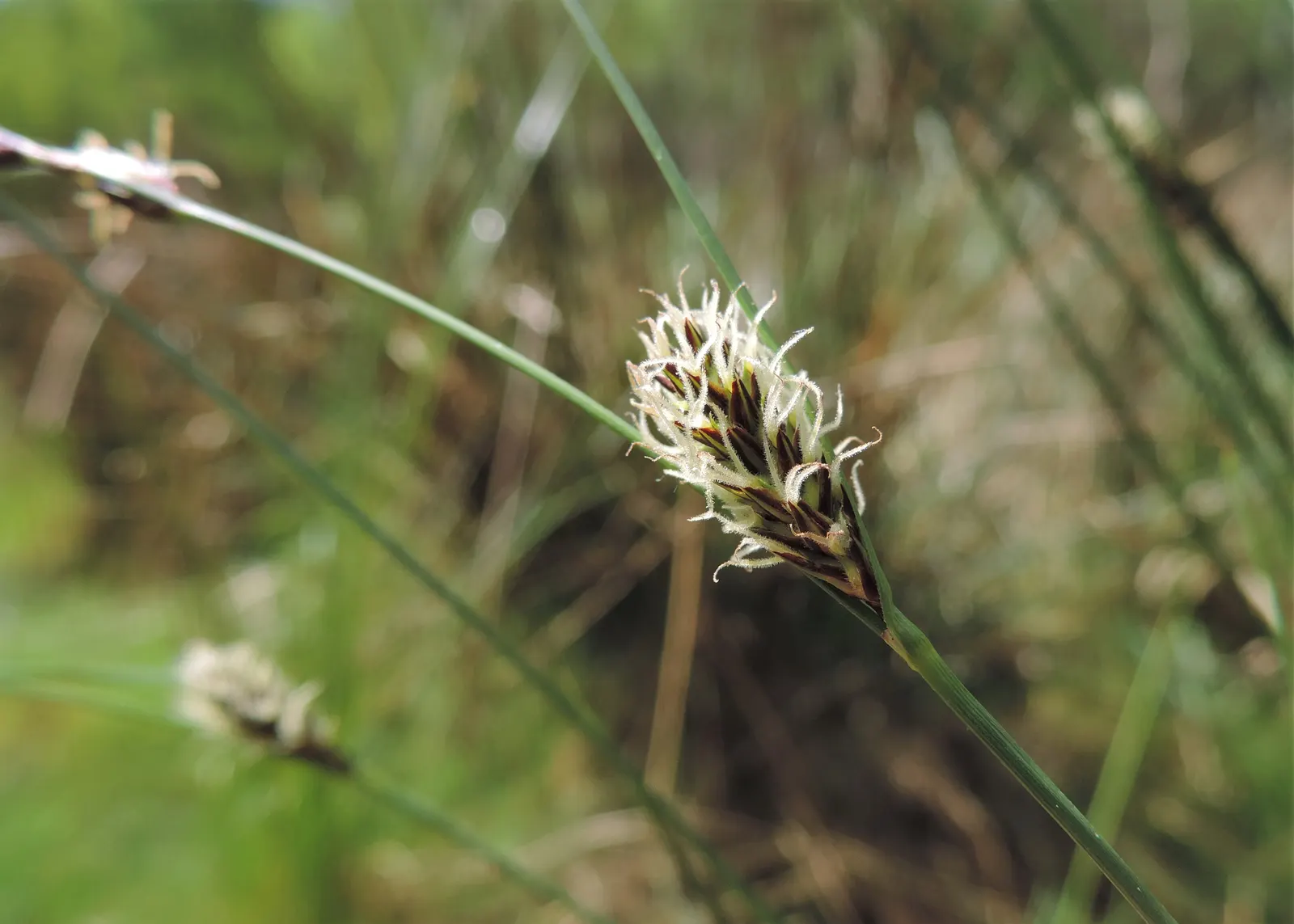 Slender Sedge (Carex Lasiocarpa) — thriving in moist soils (pH 5.8-7.2) with full to partial sun; showcasing its adaptive resilience to colder, image 56
