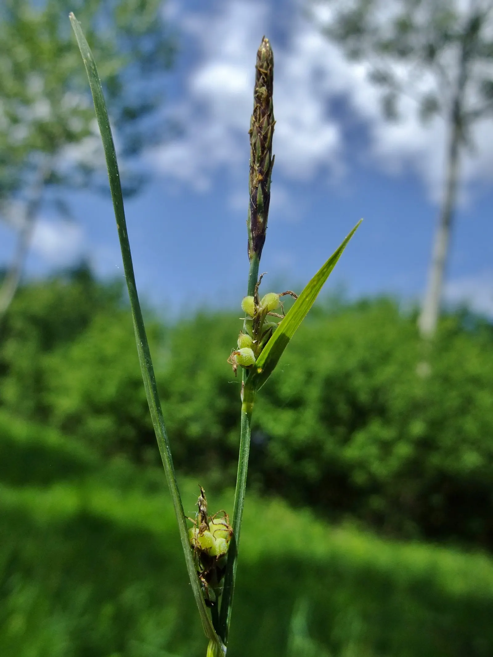 Slender Sedge (Carex Lasiocarpa) — rounding out both the ecological value and aesthetic appeal of this sedge; its delicate, fine-textured foliage, image 105