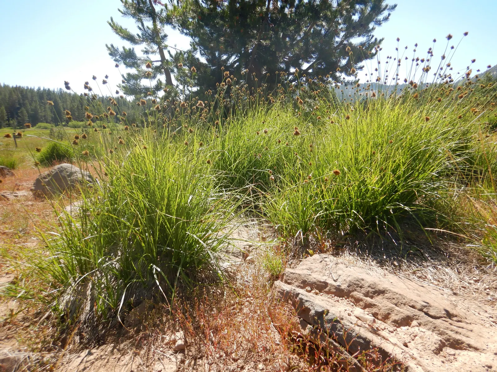 Slender Sedge (Carex Lasiocarpa) — boggy soils and is even tolerant of standing water; ideal for ecological, low-footprint designs, image 67