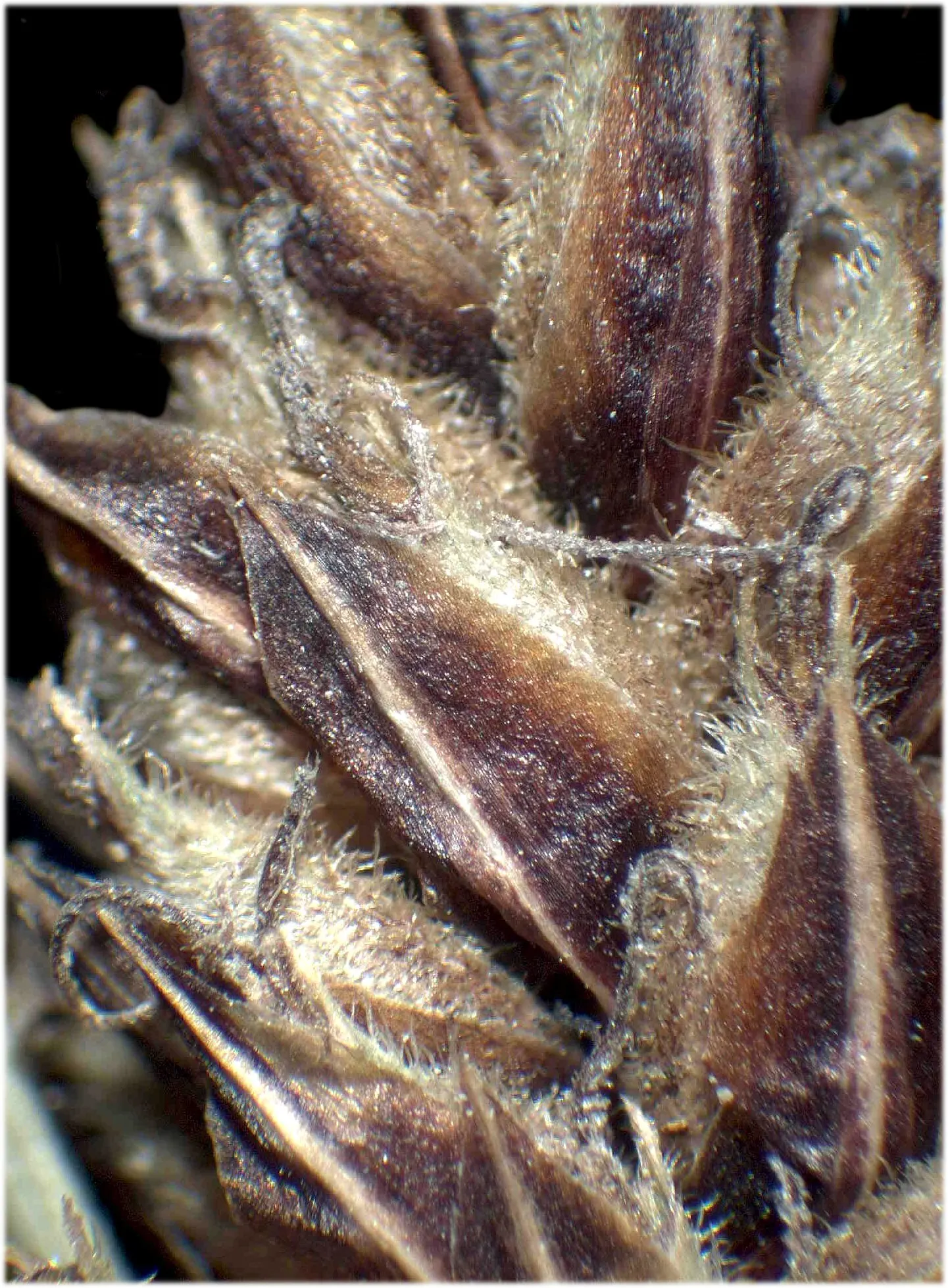 Slender Sedge (Carex Lasiocarpa) — rounding out both the ecological value and aesthetic appeal of this sedge; its delicate, fine-textured foliage, image 78