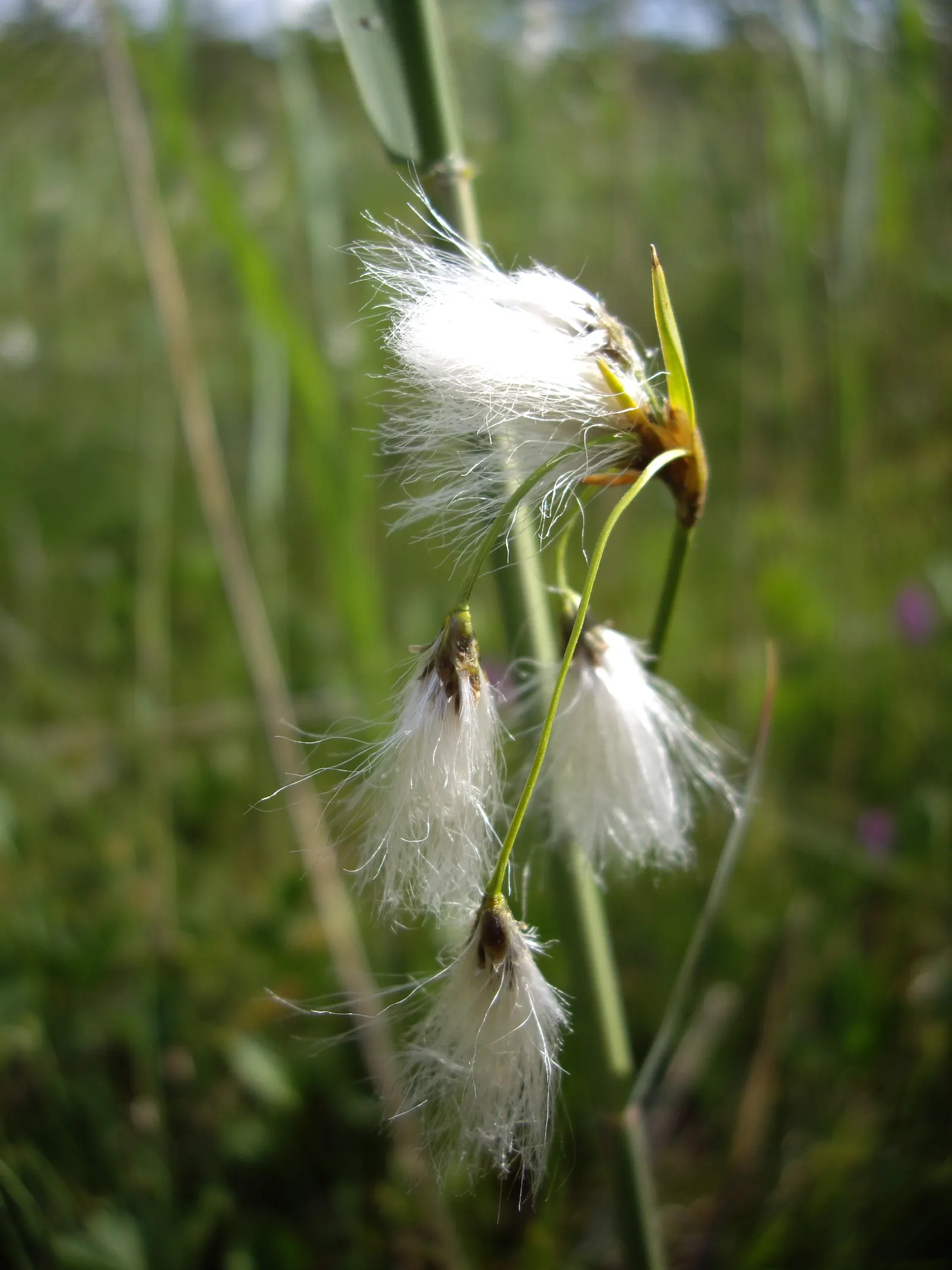 Slender Sedge (Carex Lasiocarpa) — is a captivating addition to any water garden or wetland landscape; minimal maintenance; clip old growth in, image 117