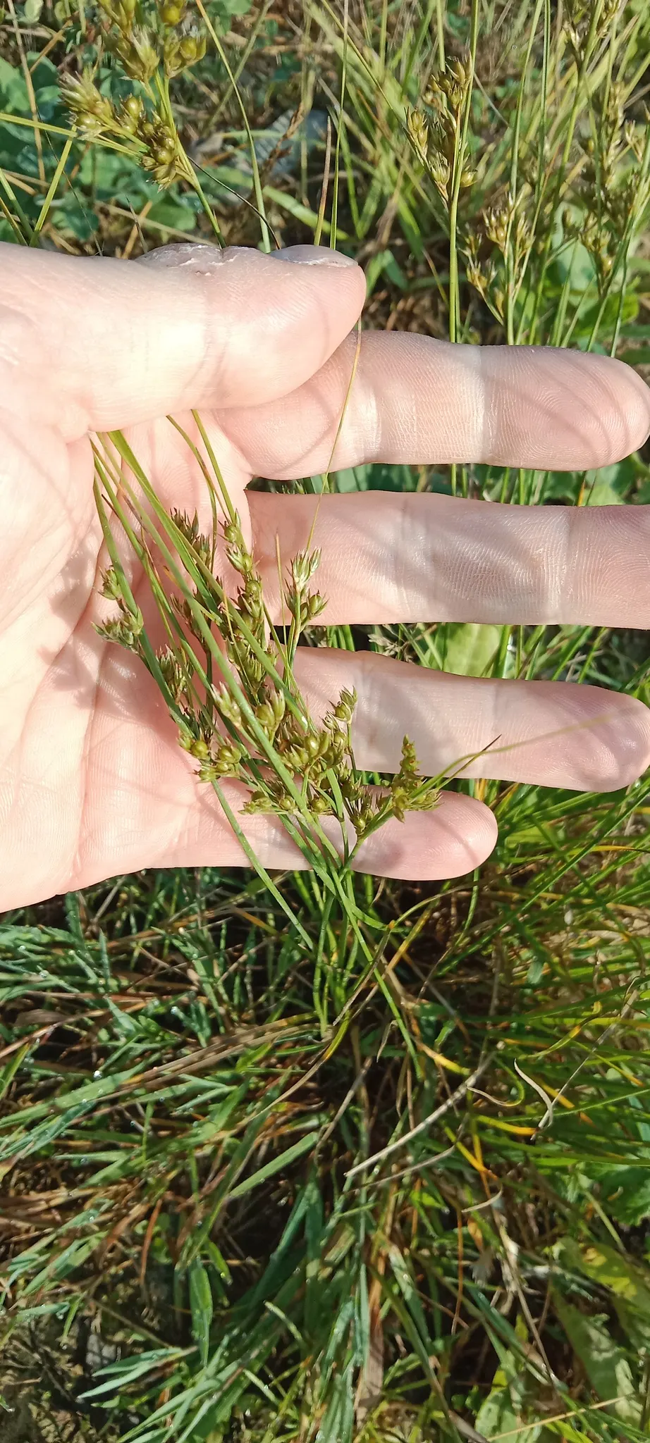 Slender Sedge (Carex Lasiocarpa) — it produces inconspicuous brown flower spikes in late spring to early summer; providing a warm color transition, image 100