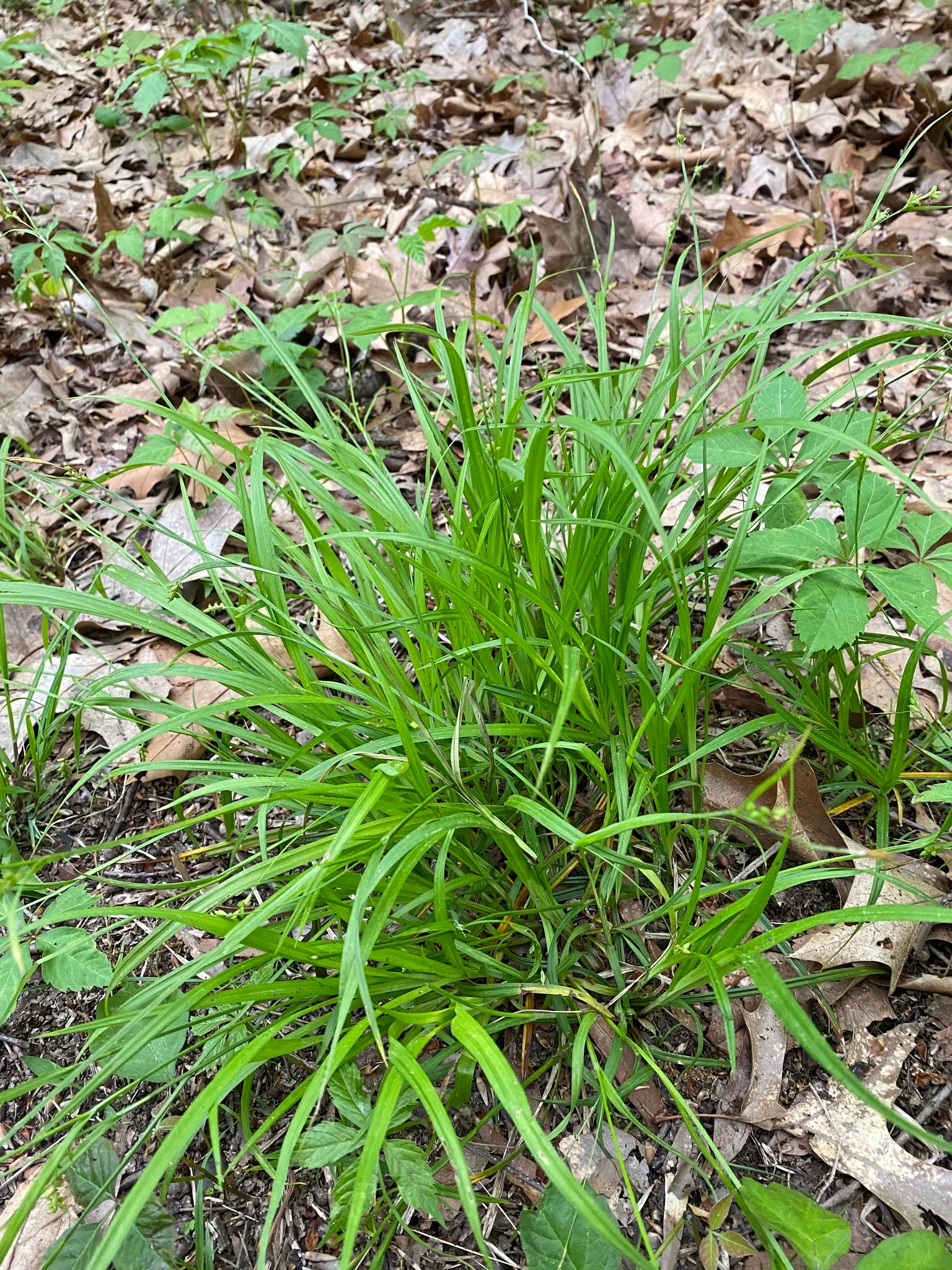 Slender Sedge (Carex Lasiocarpa) — Winter-hardy (zones 3-7), with feathery seed heads adding summer allure; white flowers in the garden, image 85