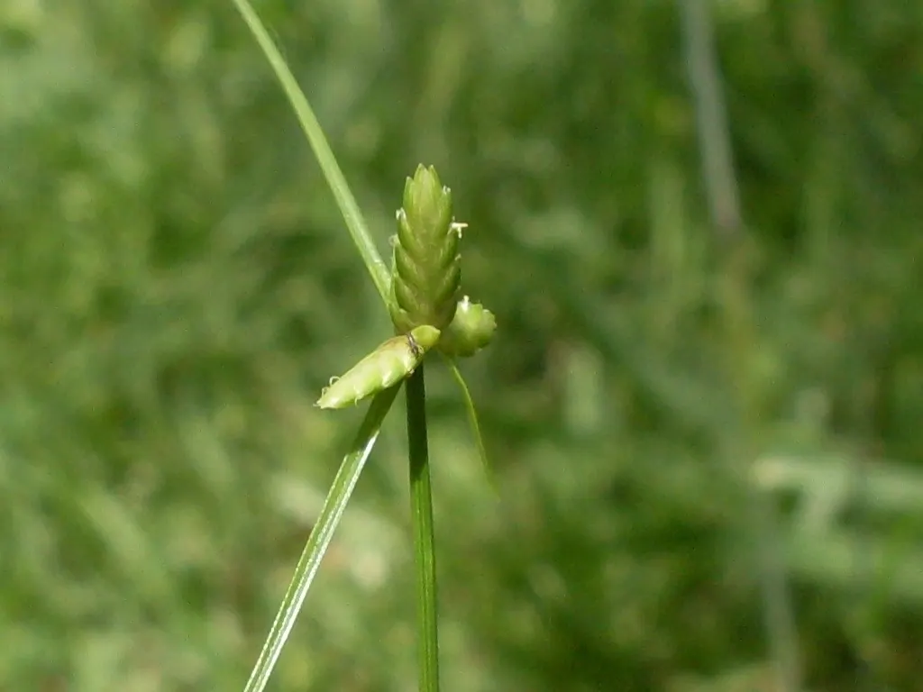 Slender Sedge (Carex Lasiocarpa) — boggy soils and is even tolerant of standing water; ideal for ecological, low-footprint designs, image 121