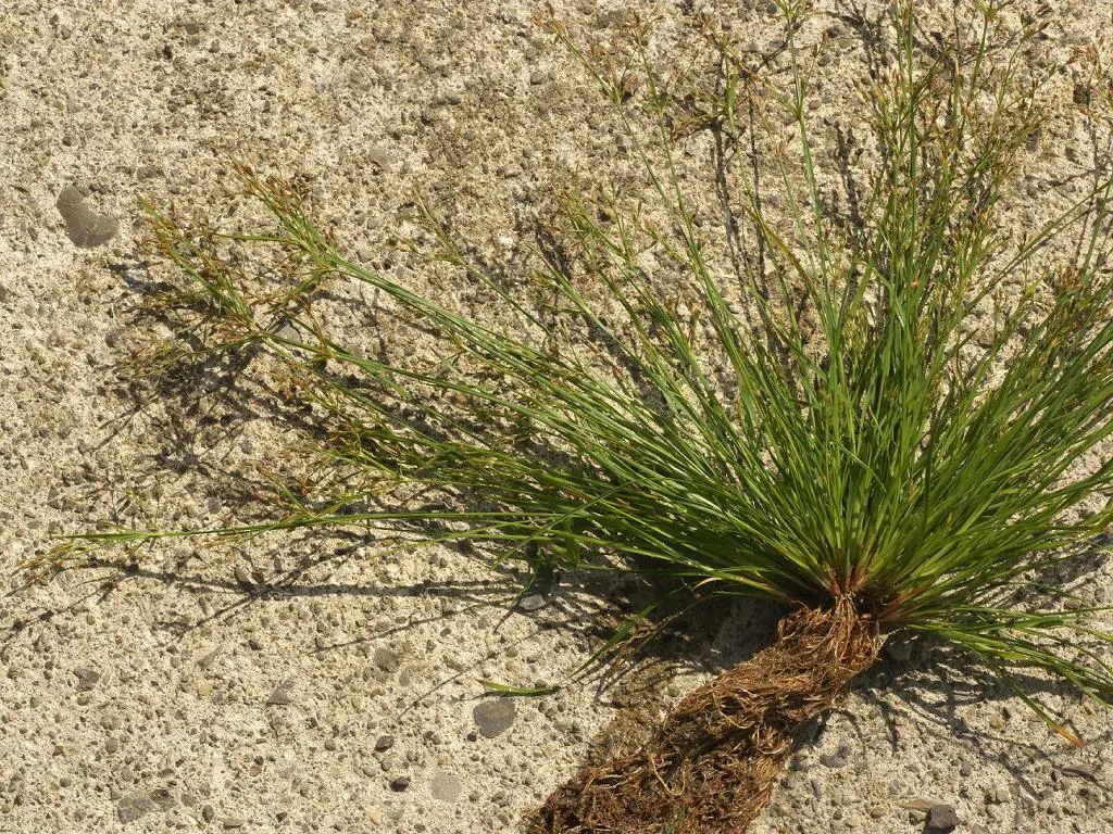 Slender Sedge (Carex Lasiocarpa) — grass / ground cover with white blooms; which allows for elegant vertical accents within a moist garden, image 80