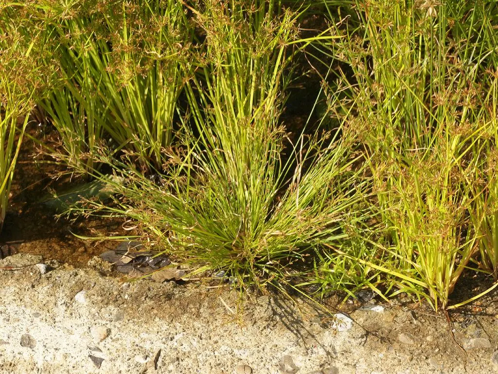 Slender Sedge (Carex Lasiocarpa) — Its delicate, fine-textured foliage reaches up to 3 feet high, spreading 1-2 feet