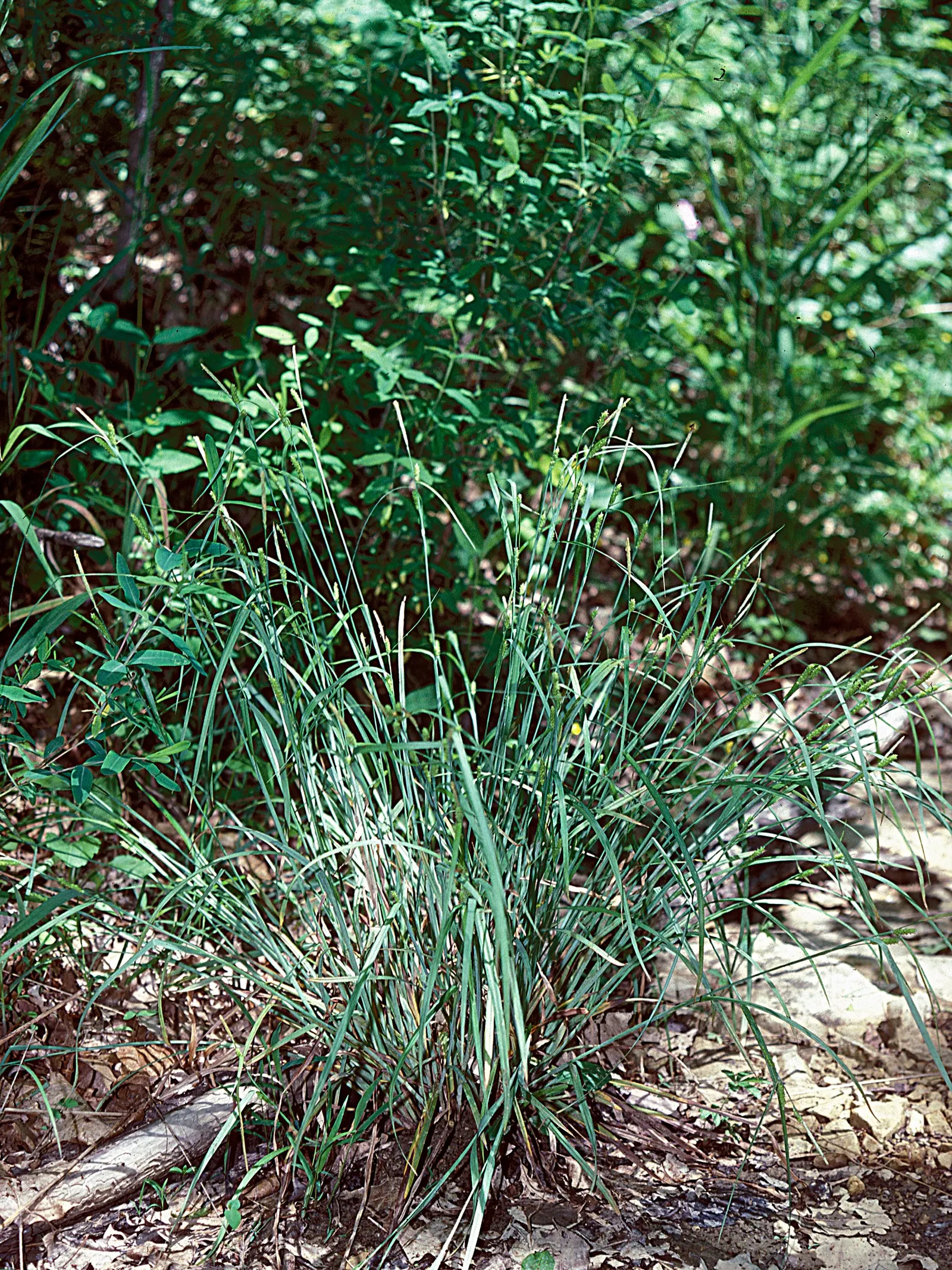 Slender Sedge (Carex Lasiocarpa) — This perennial sedge is native to northern regions and thrives in USDA zones 3 through 7; boggy soils and is, image 118