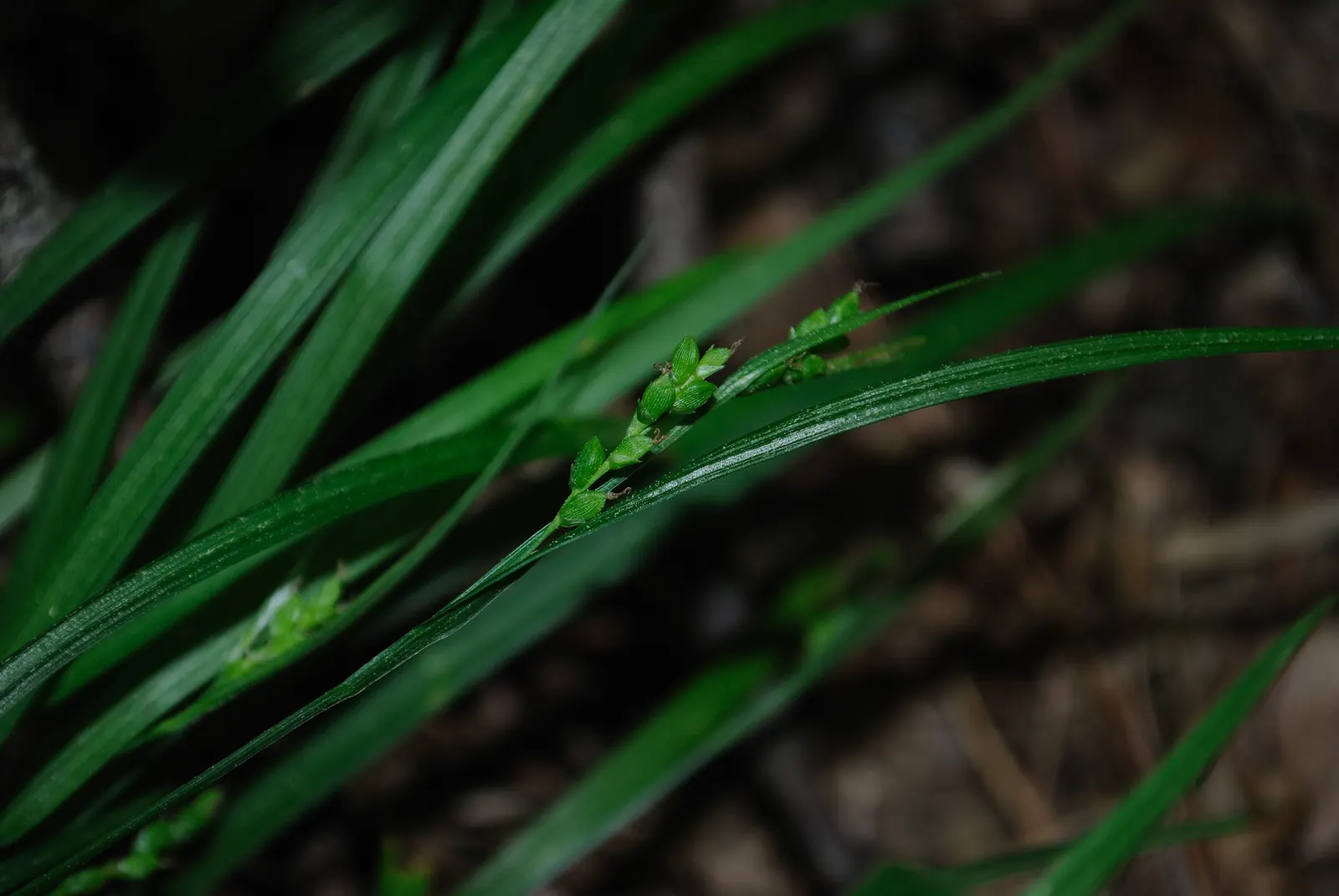 Slender Sedge (Carex Lasiocarpa) — is a captivating addition to any water garden or wetland landscape; minimal maintenance; clip old growth in, image 90
