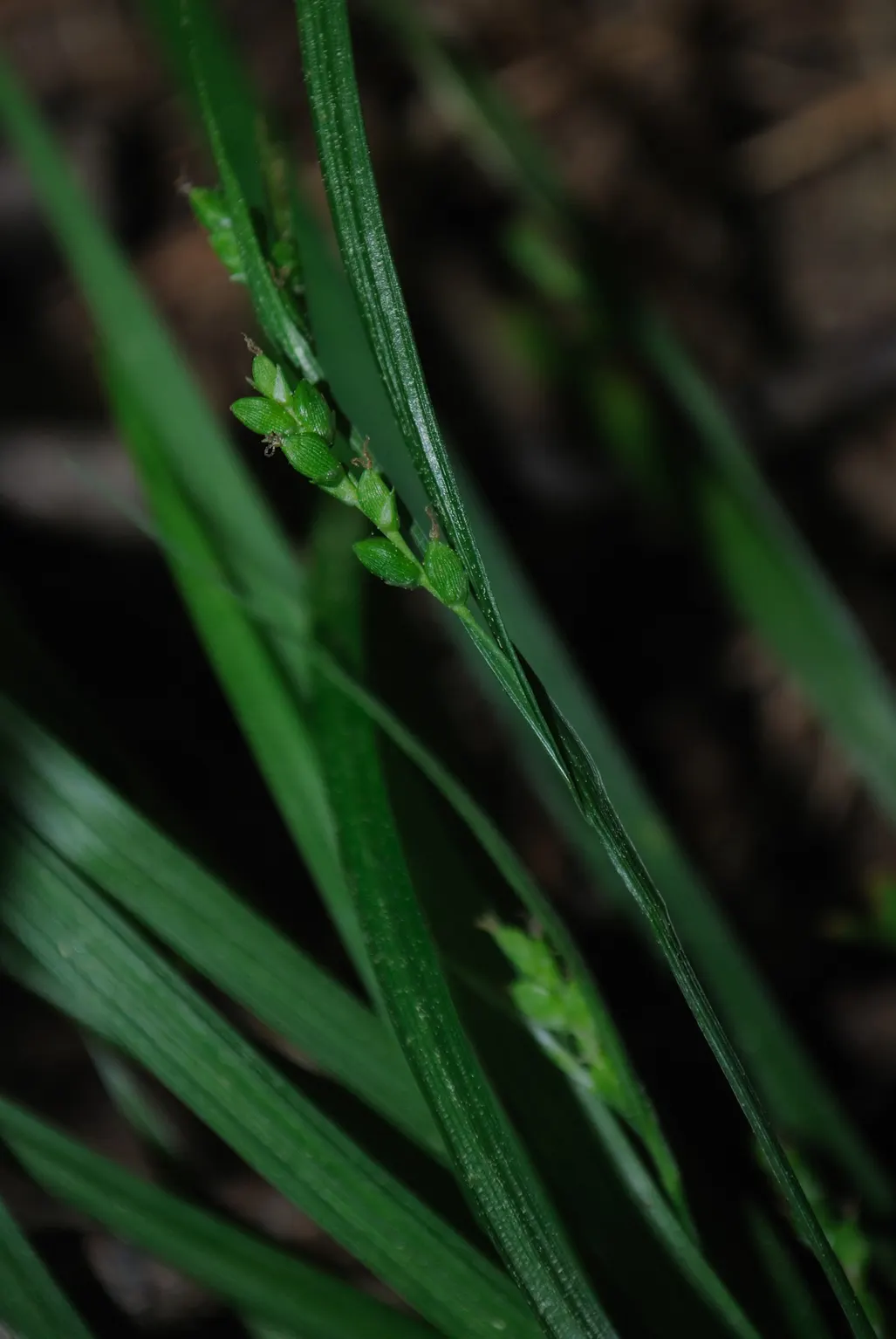 Slender Sedge (Carex Lasiocarpa) — the Slender Sedge flourishes when planted in full to partial sun exposure