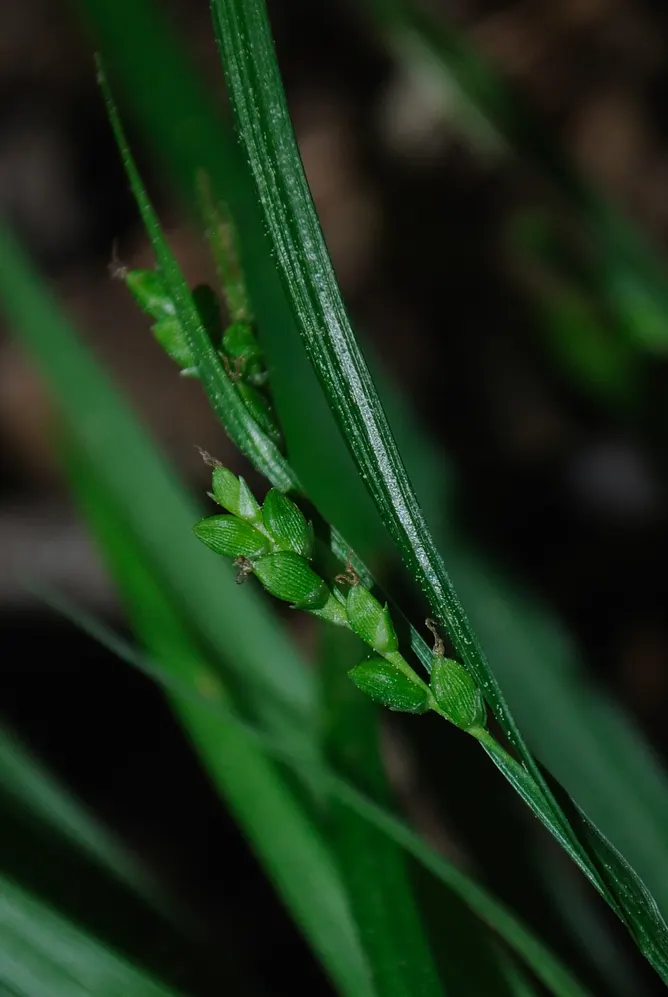 Slender Sedge (Carex Lasiocarpa) — Carex lasiocarpa is an ideal choice for naturalistic designs that aim to create a serene, image 104