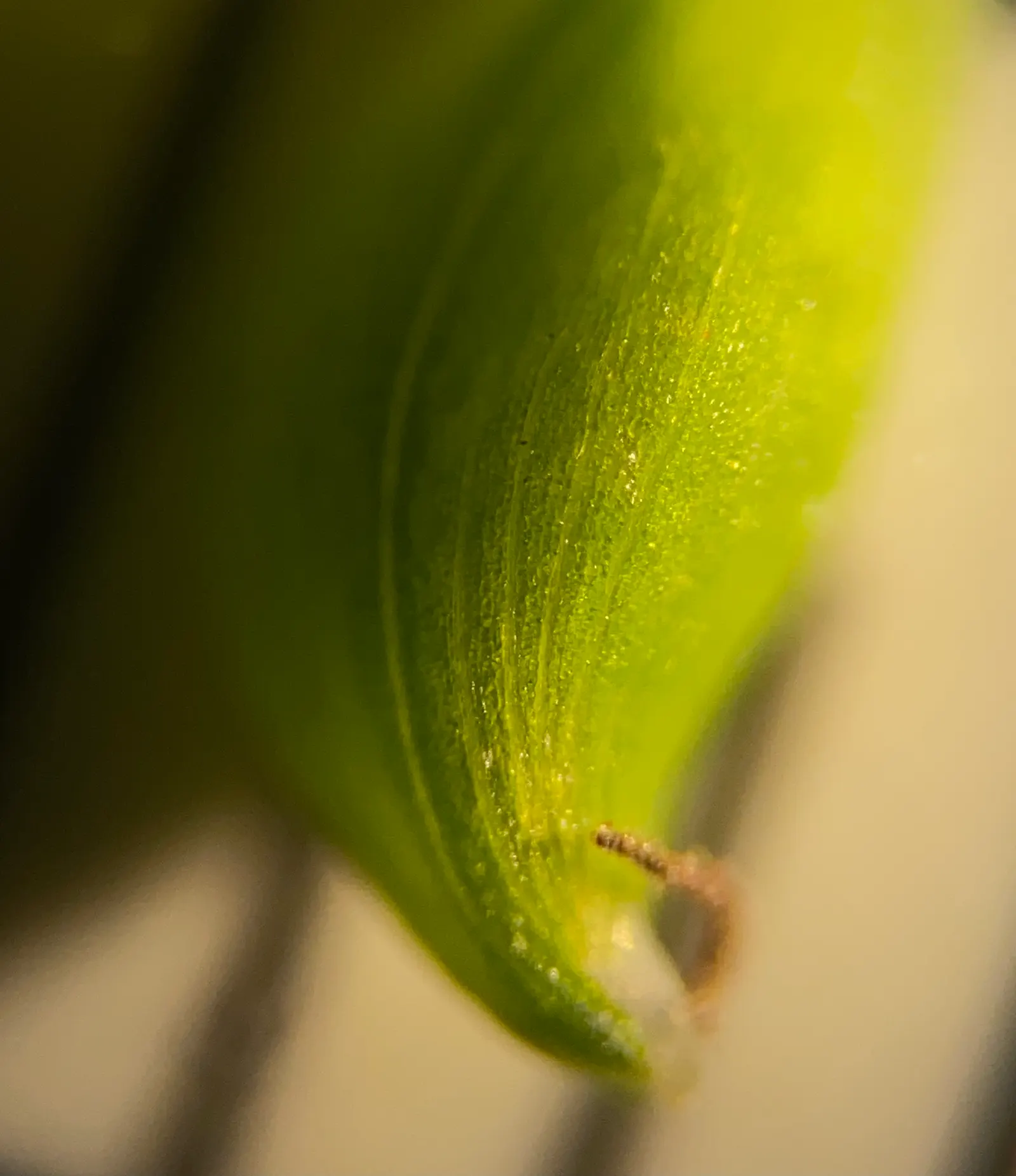 Slender Sedge (Carex Lasiocarpa) — grass / ground cover for half or shade; rounding out both the ecological value and aesthetic appeal of this sedge, image 81