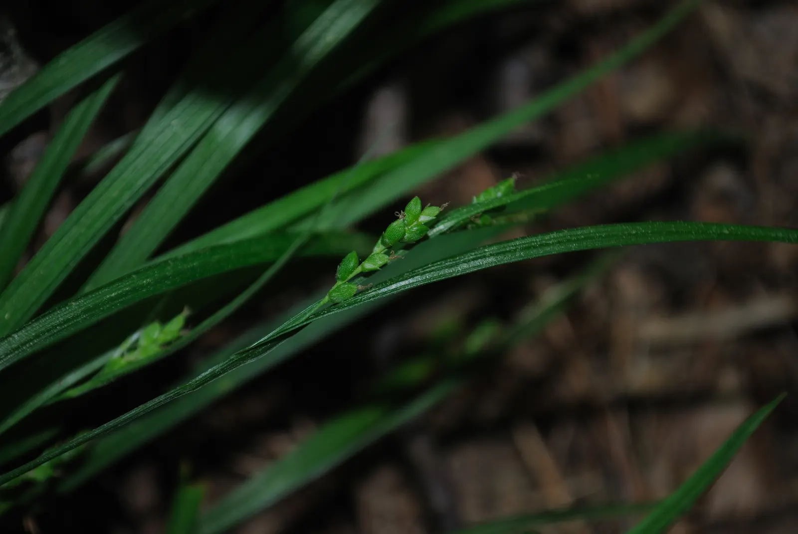 Slender Sedge (Carex Lasiocarpa) — These subtle inflorescences add a touch of visual interest without overshadowing companion plants