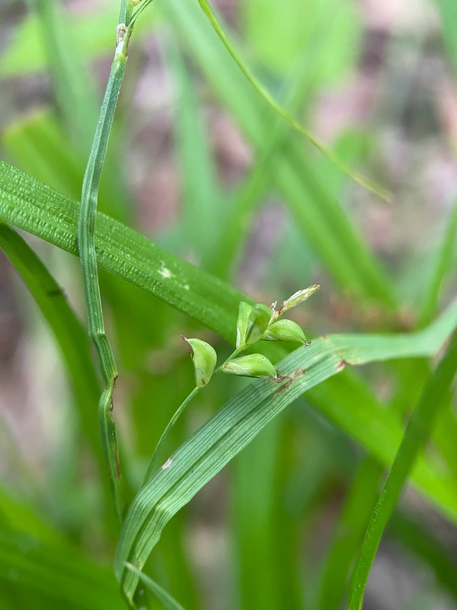 Slender Sedge (Carex Lasiocarpa) — green foliage with a slightly arching form; with a height reaching up to 2 to 3 feet and a spread of, image 99