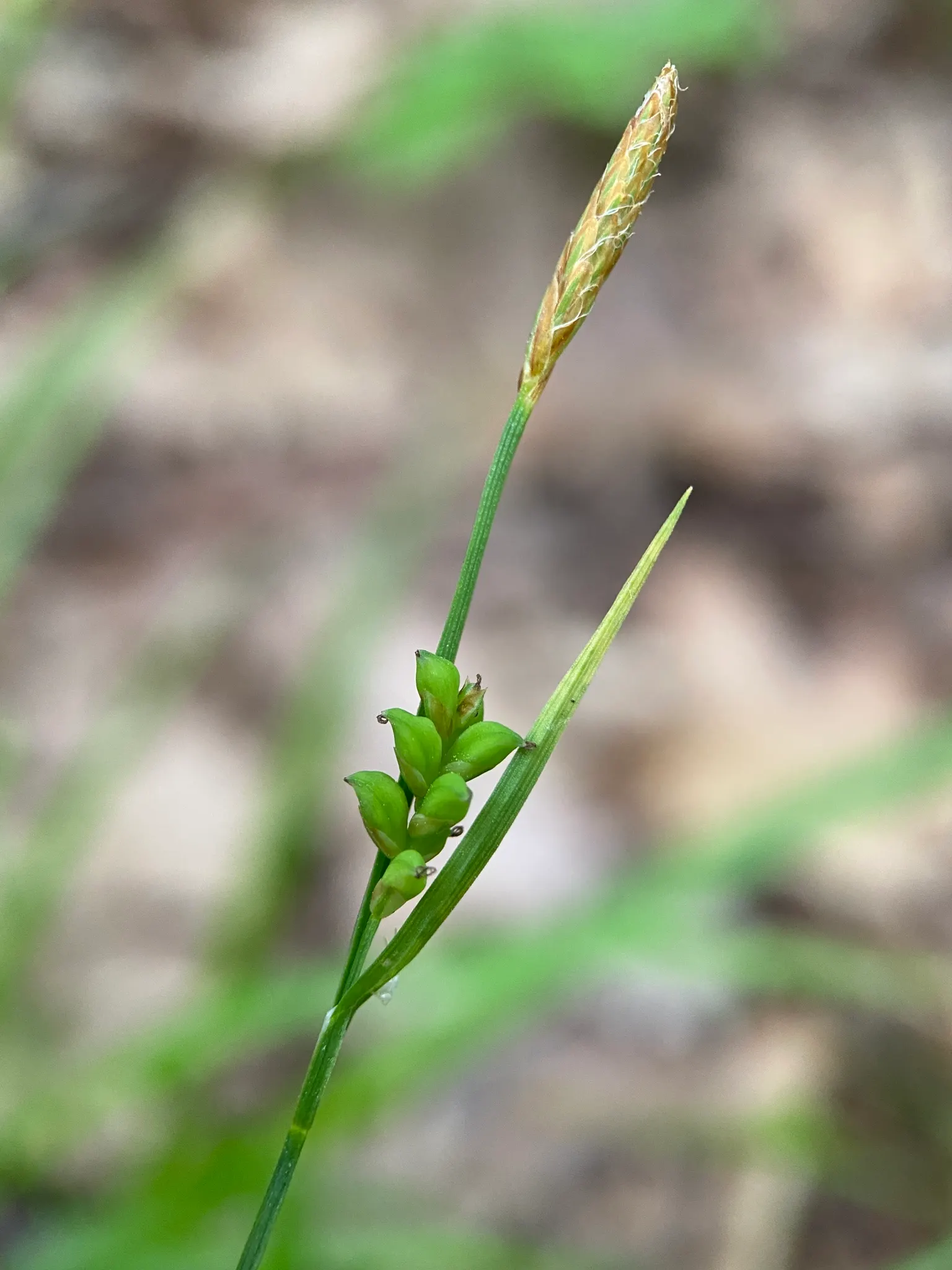 Slender Sedge (Carex Lasiocarpa) — scientifically known as Carex lasiocarpa