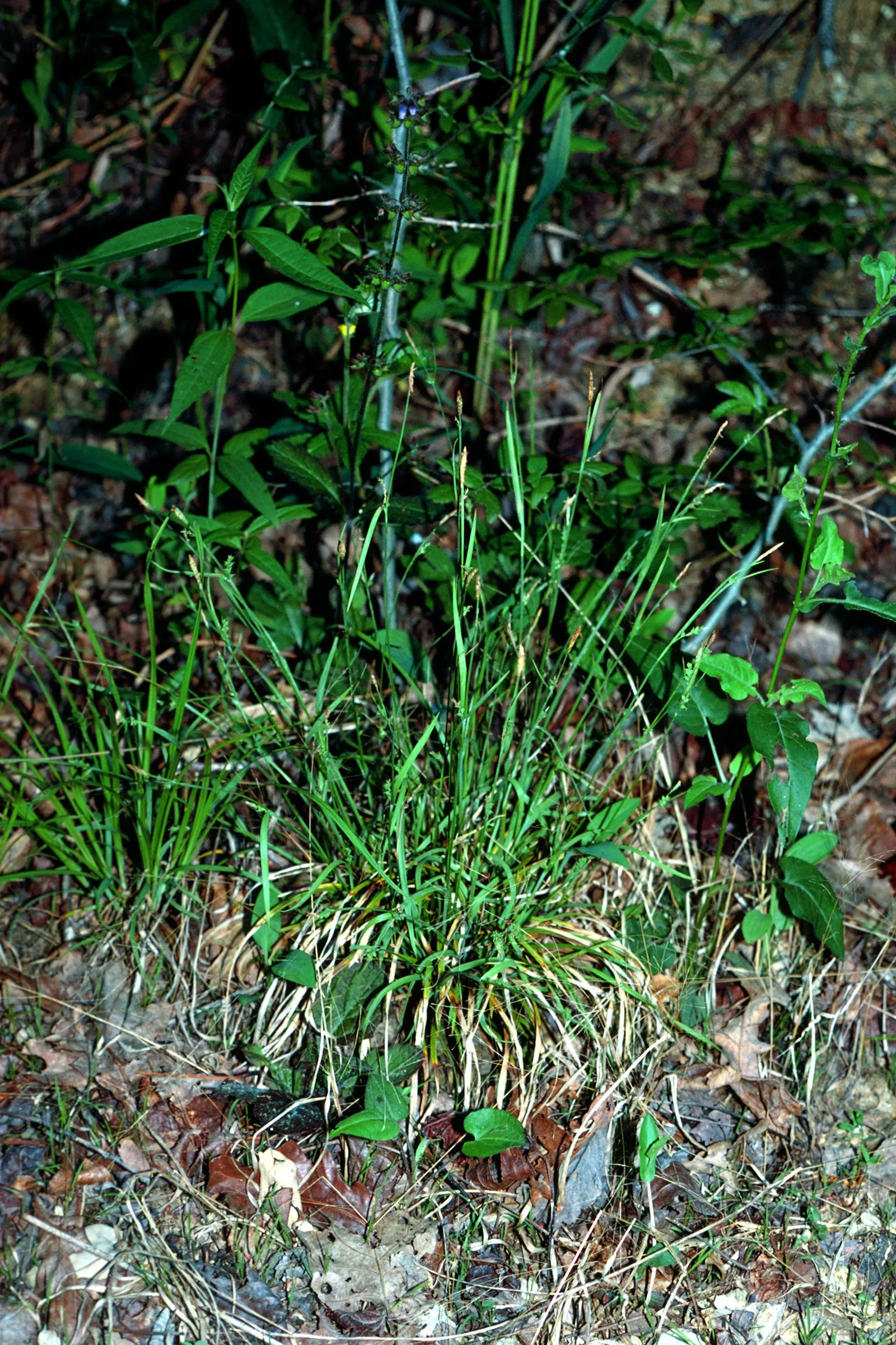 Slender Sedge (Carex Lasiocarpa) — grass / ground cover with white blooms