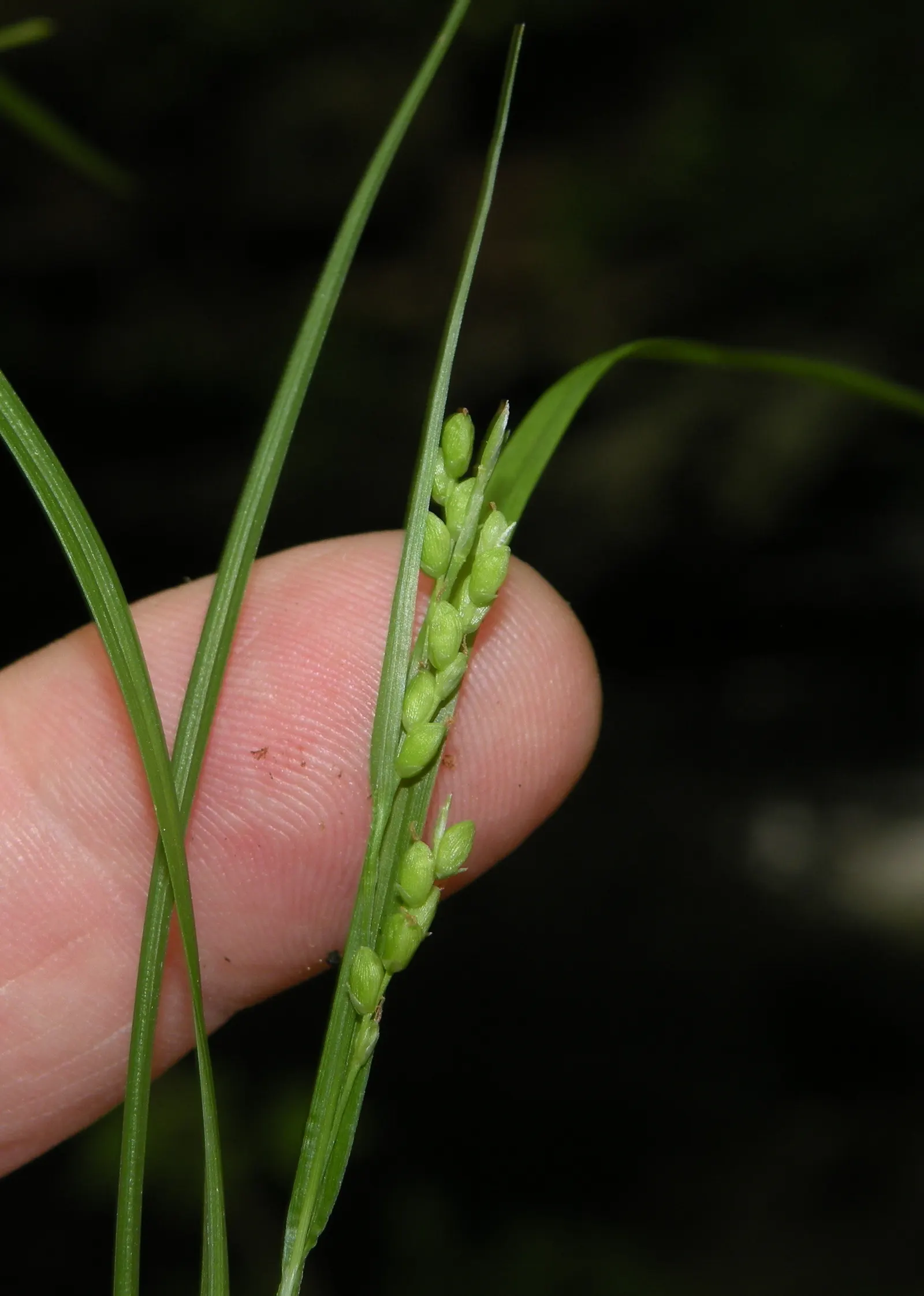 Slender Sedge (Carex Lasiocarpa) — it produces inconspicuous brown flower spikes in late spring to early summer; providing a warm color transition into the