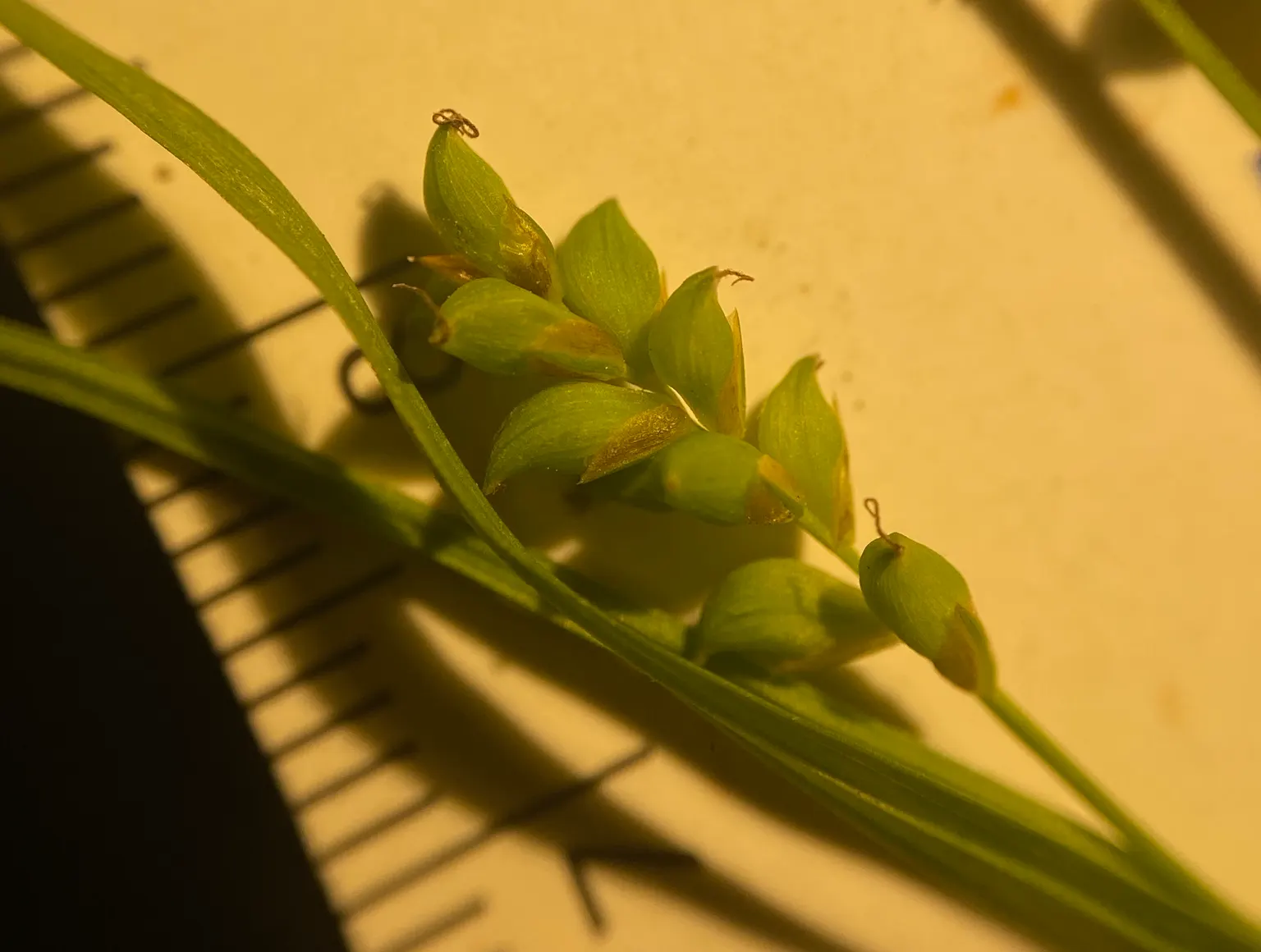 Slender Sedge (Carex Lasiocarpa) — rounding out both the ecological value and aesthetic appeal of this sedge