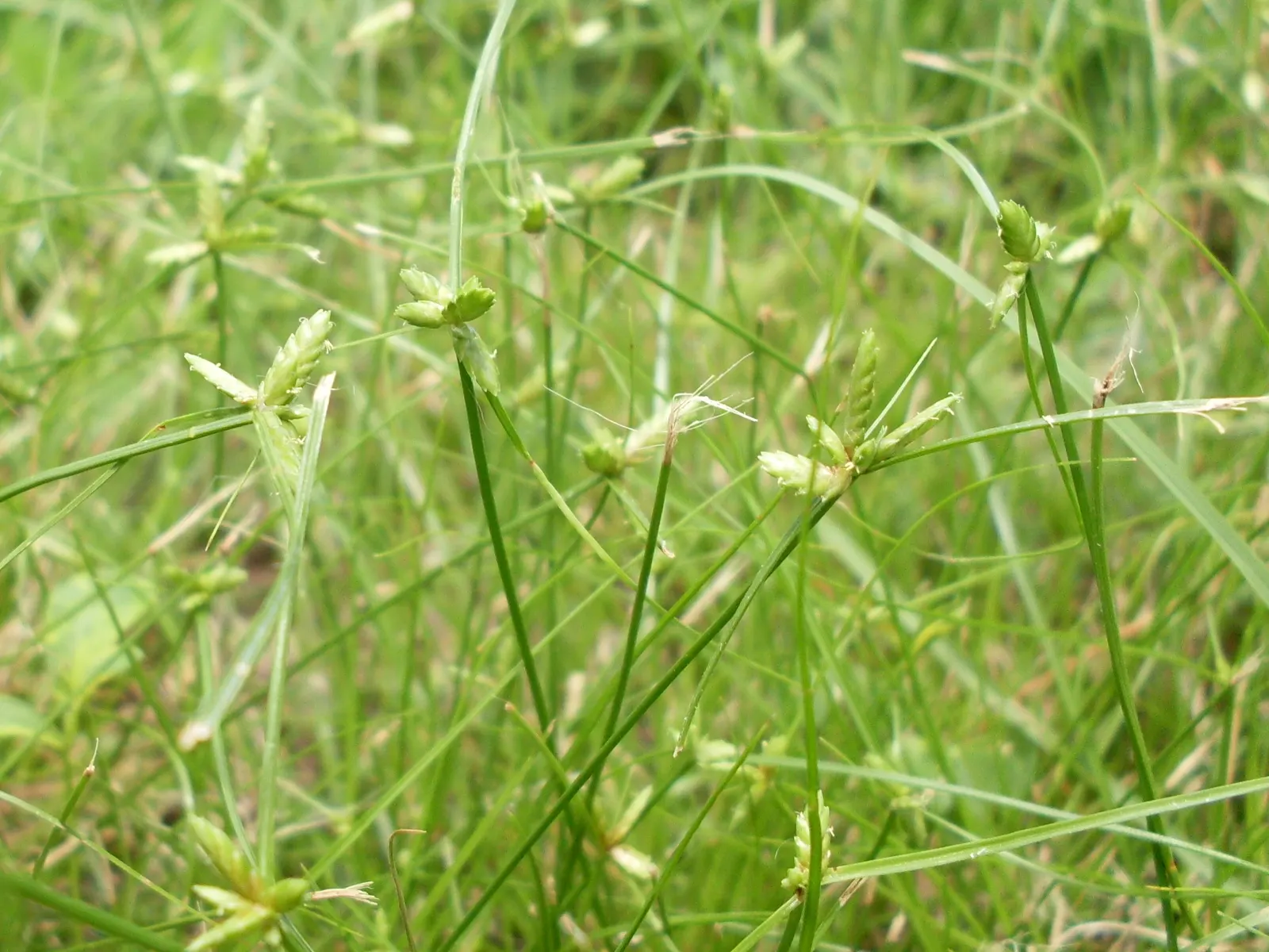 Slender Sedge (Carex Lasiocarpa) — This perennial sedge is native to northern regions and thrives in USDA zones 3 through 7; boggy soils and is, image 91