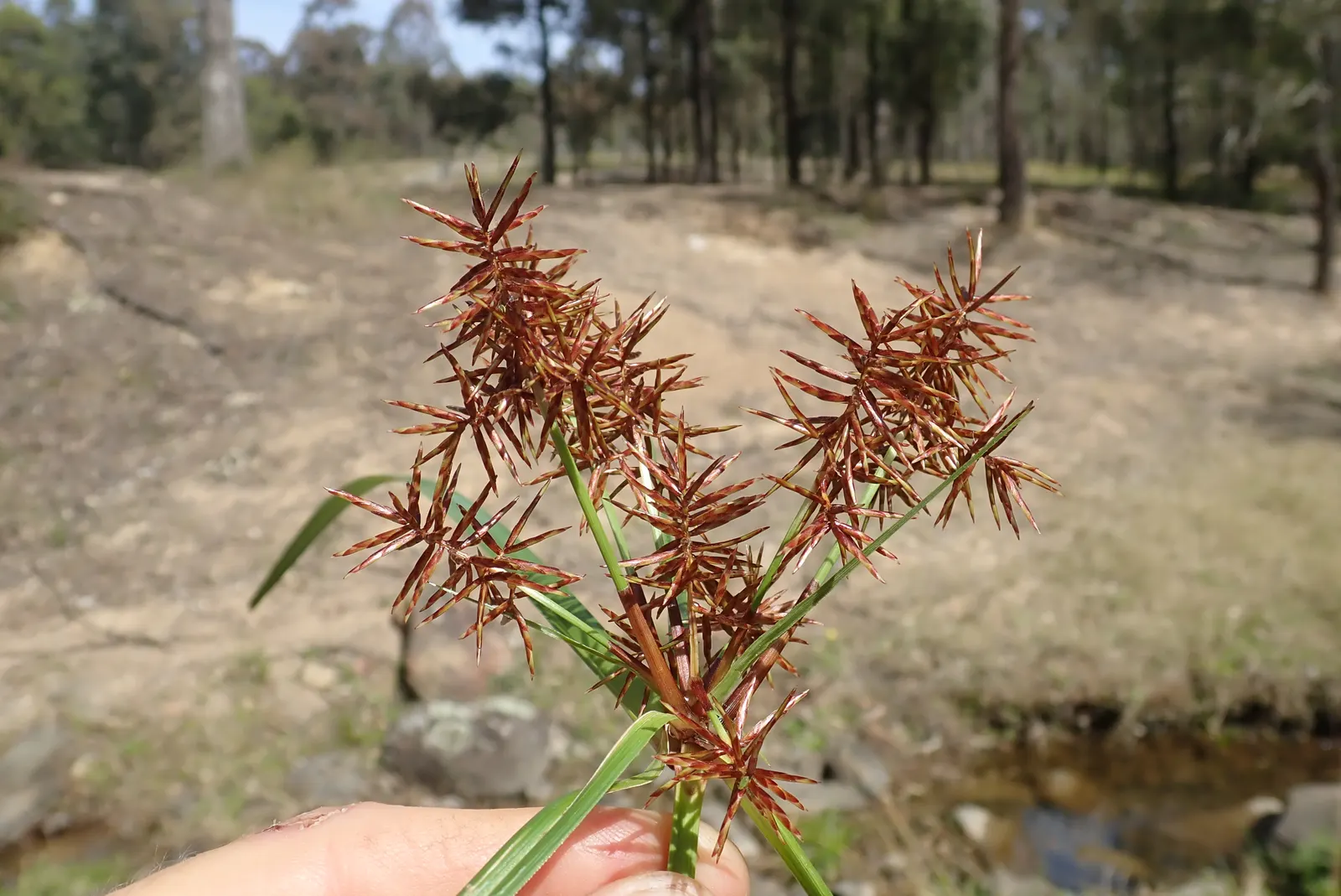 Slender Sedge (Carex Lasiocarpa) — green foliage with a slightly arching form