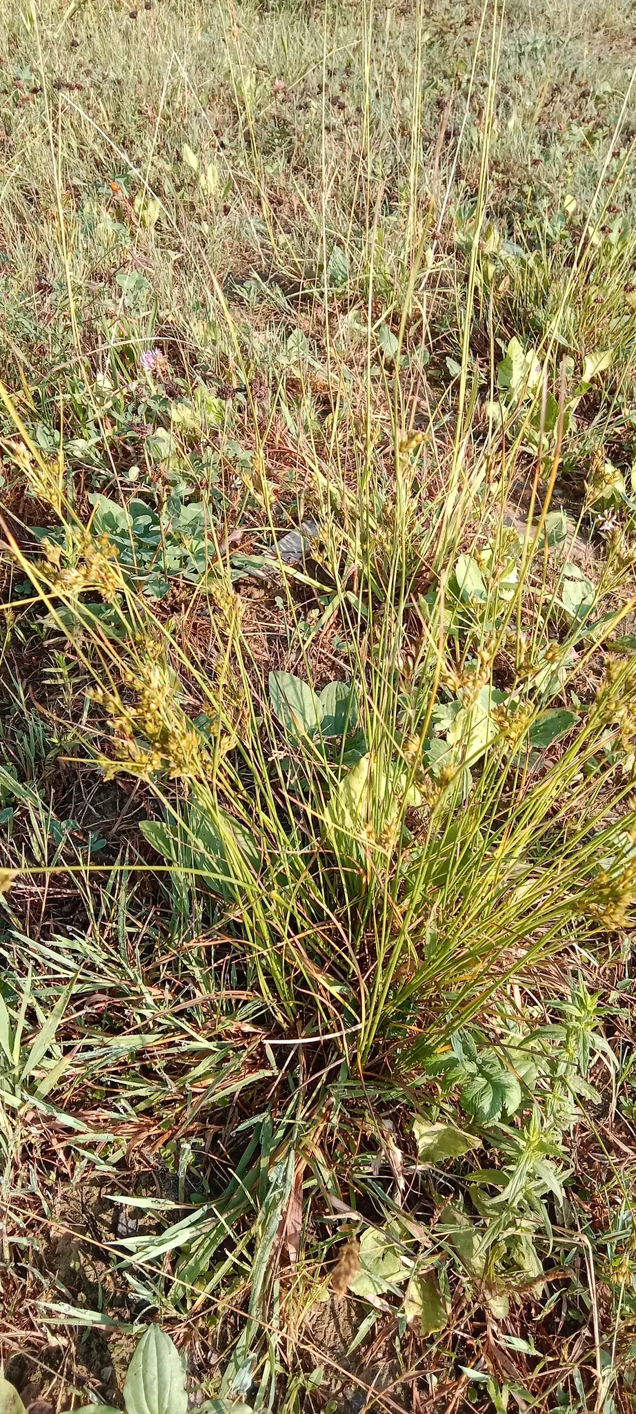 Slender Sedge (Carex Lasiocarpa) — which allows for elegant vertical accents within a moist garden setting.<br><br>Featuring fine-textured