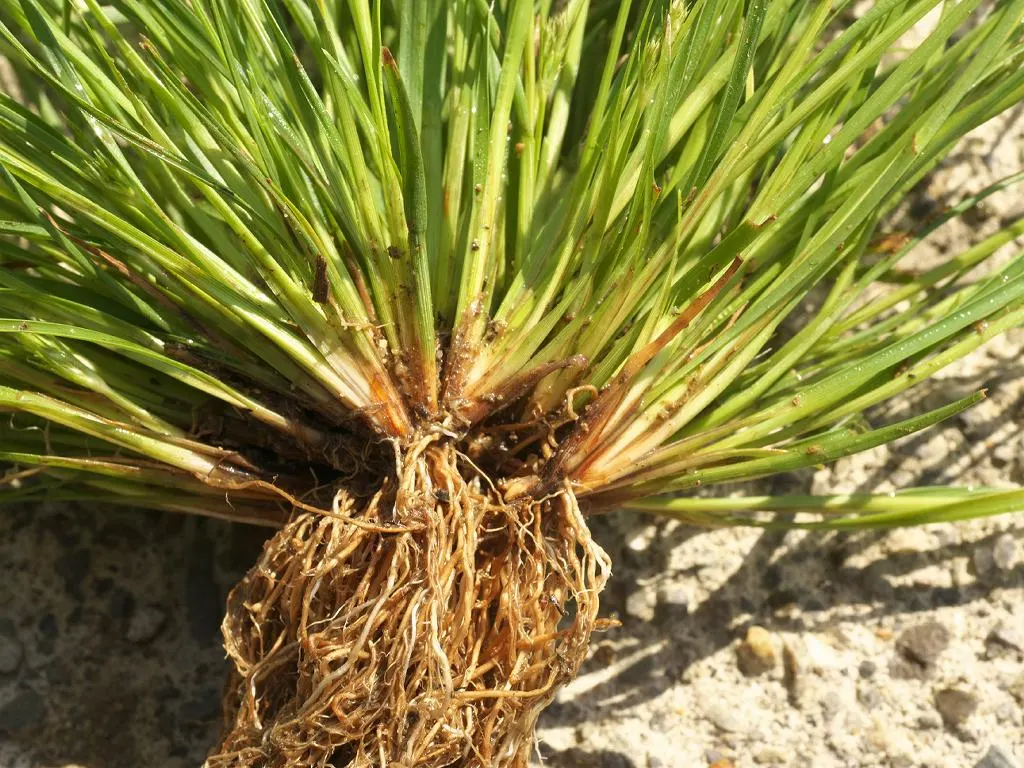 Slender Sedge (Carex Lasiocarpa) — These subtle inflorescences add a touch of visual interest without overshadowing companion plants; thriving in moist soils