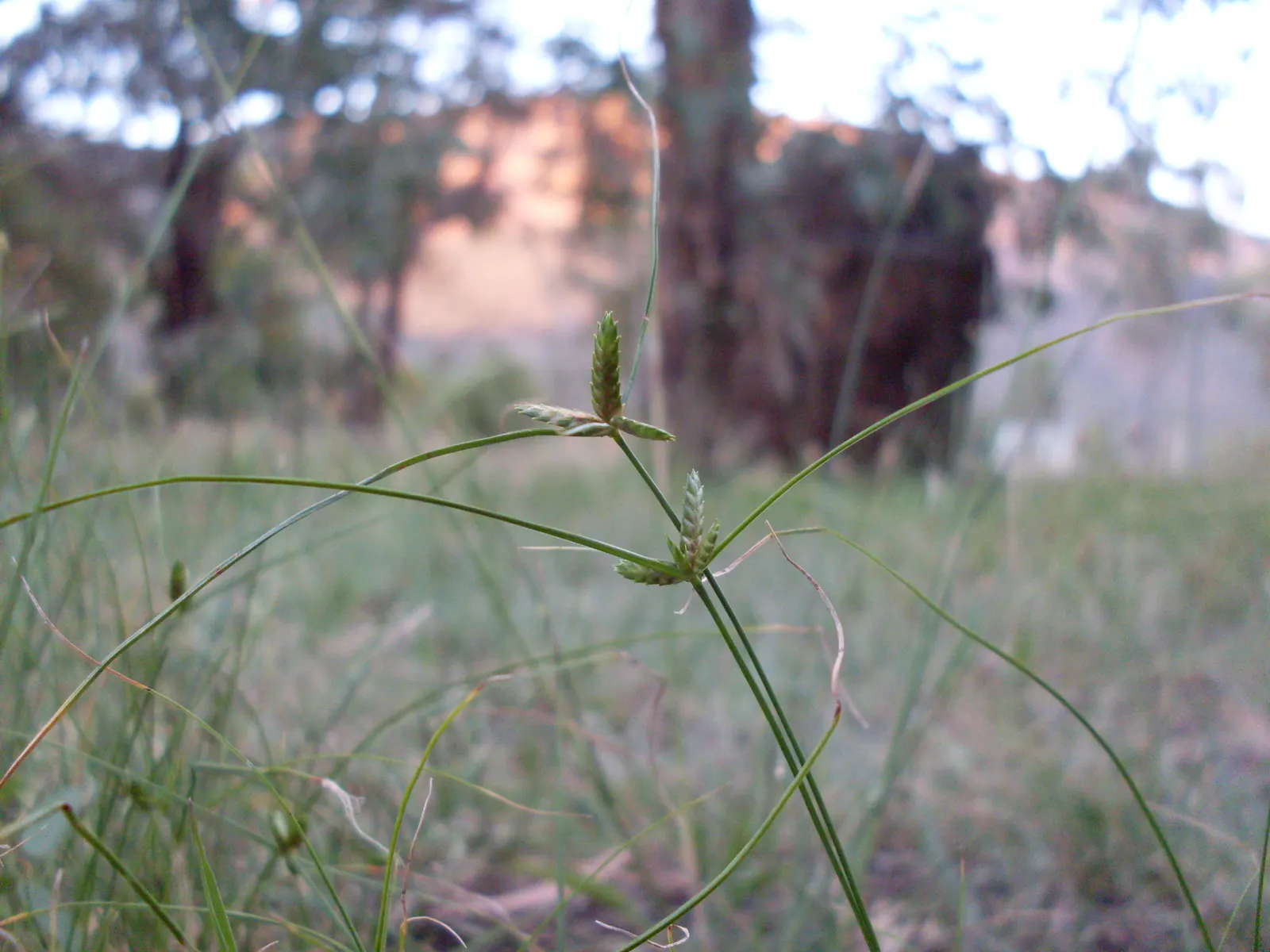 Slender Sedge (Carex Lasiocarpa) — the Slender Sedge flourishes when planted in full to partial sun exposure; grass / ground cover for half or shade, image 120
