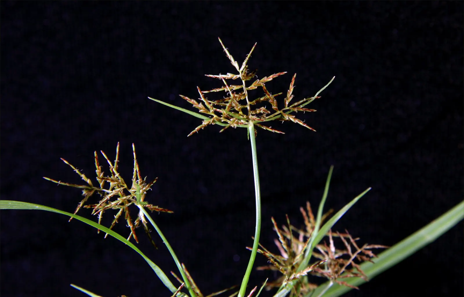 Slender Sedge (Carex Lasiocarpa) — These subtle inflorescences add a touch of visual interest without overshadowing companion plants; thriving in, image 74