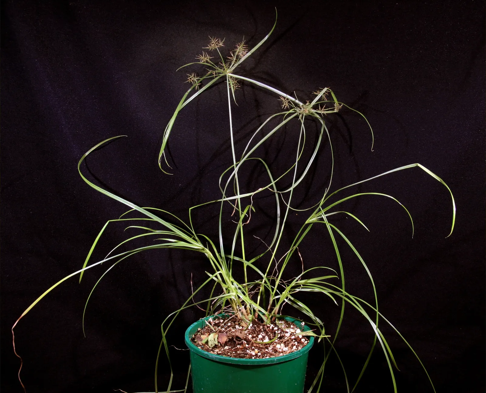 Slender Sedge (Carex Lasiocarpa) — Slender Sedge (Carex lasiocarpa) shines in wetland aesthetics; winter-hardy (zones 3-7), with feathery seed, image 55