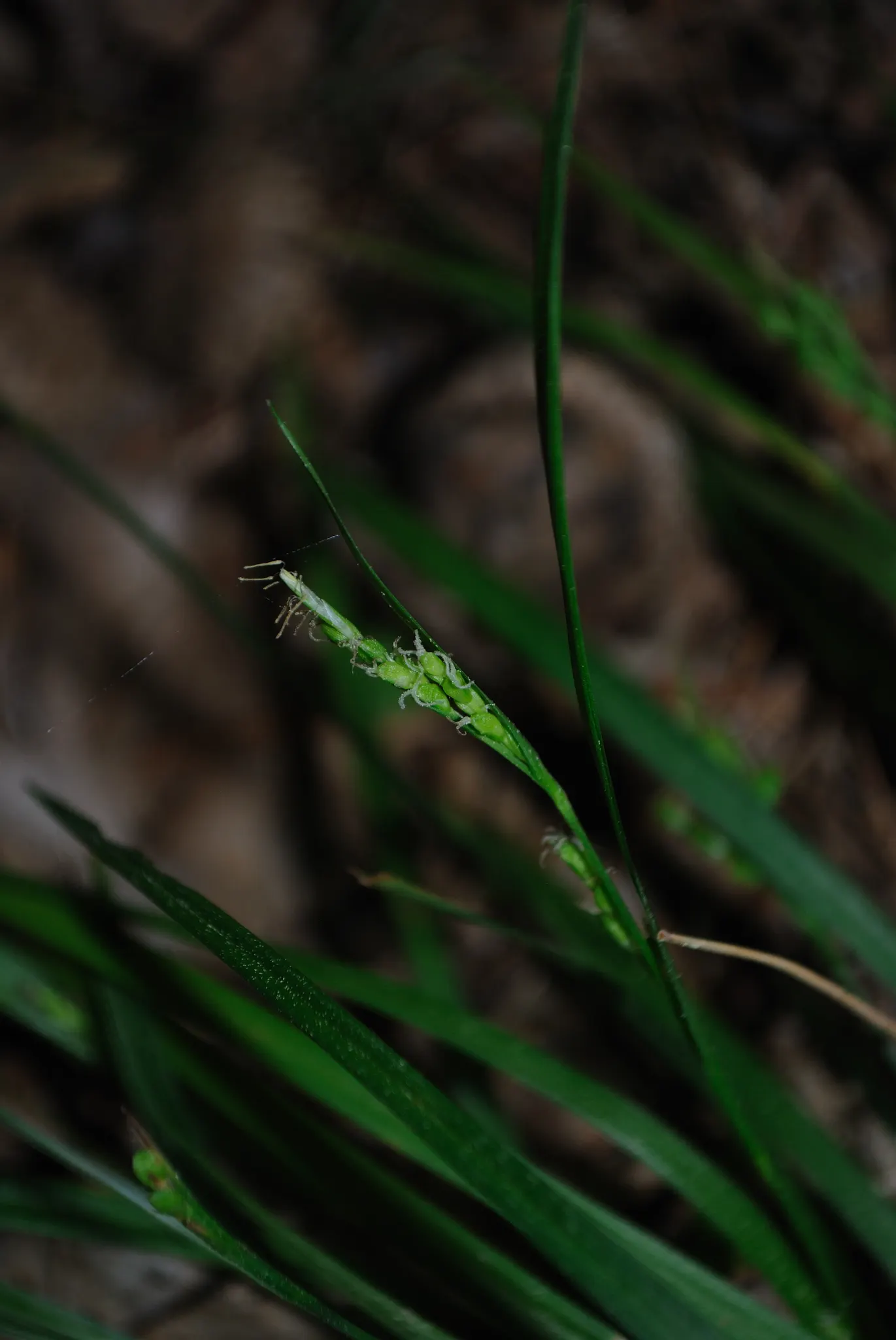 Slender Sedge (Carex Lasiocarpa) — Winter-hardy (zones 3-7), with feathery seed heads adding summer allure; white flowers in the garden, image 58
