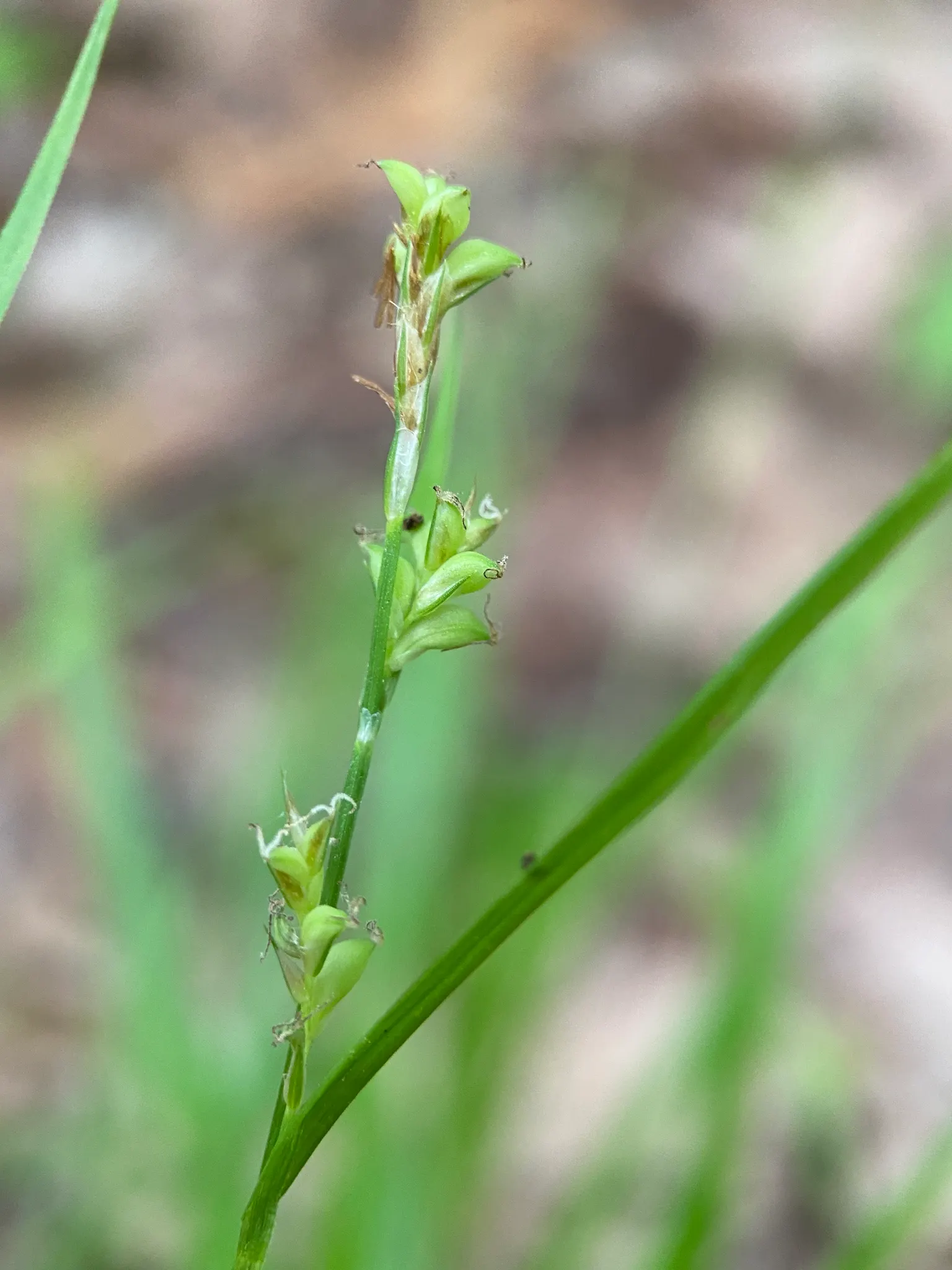 Slender Sedge (Carex Lasiocarpa) — With a height reaching up to 2 to 3 feet and a spread of approximately 1 to 2 feet; the Slender Sedge's foliage, image 123