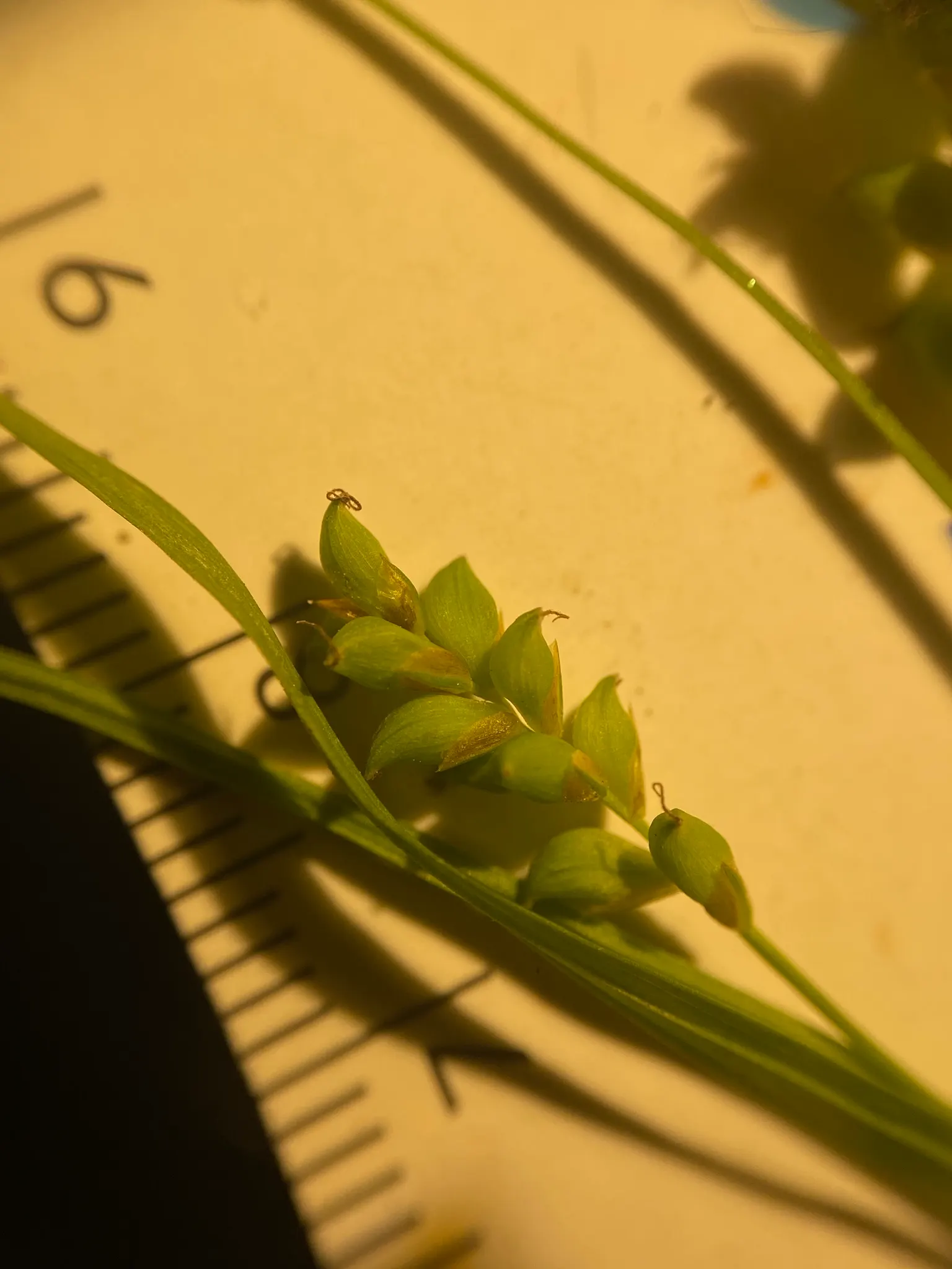 Slender Sedge (Carex Lasiocarpa) — showcasing its adaptive resilience to colder climates.<br><br>Typically found in marshy conditions; these subtle