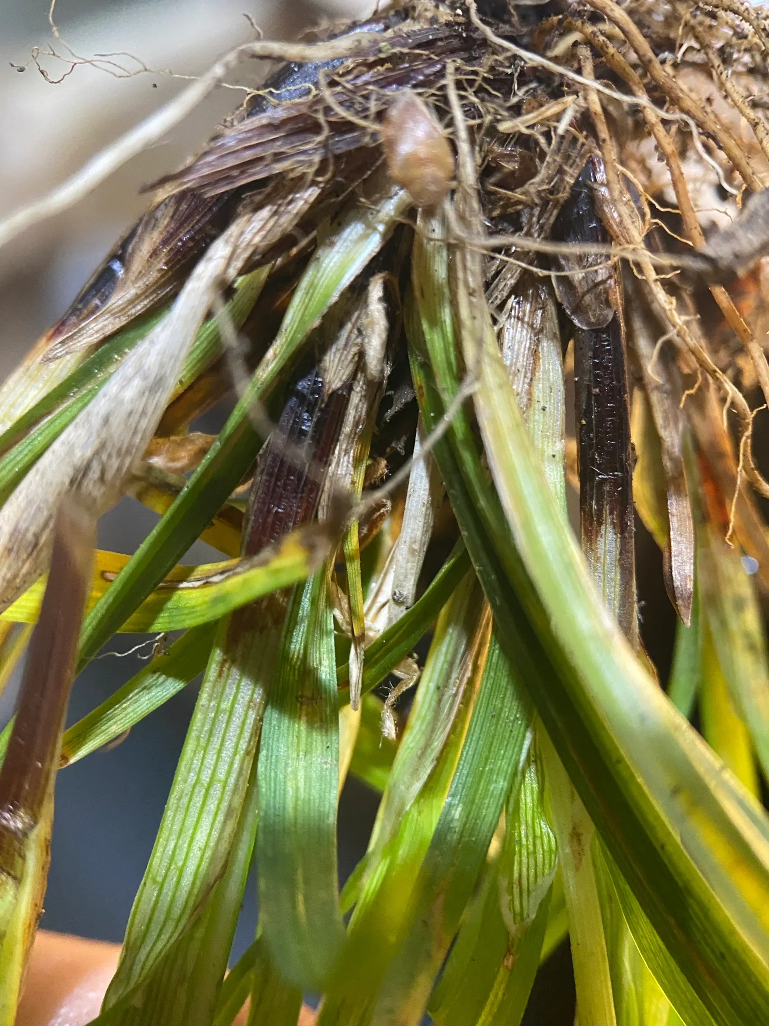 Slender Sedge (Carex Lasiocarpa) — Carex lasiocarpa maintains a narrow