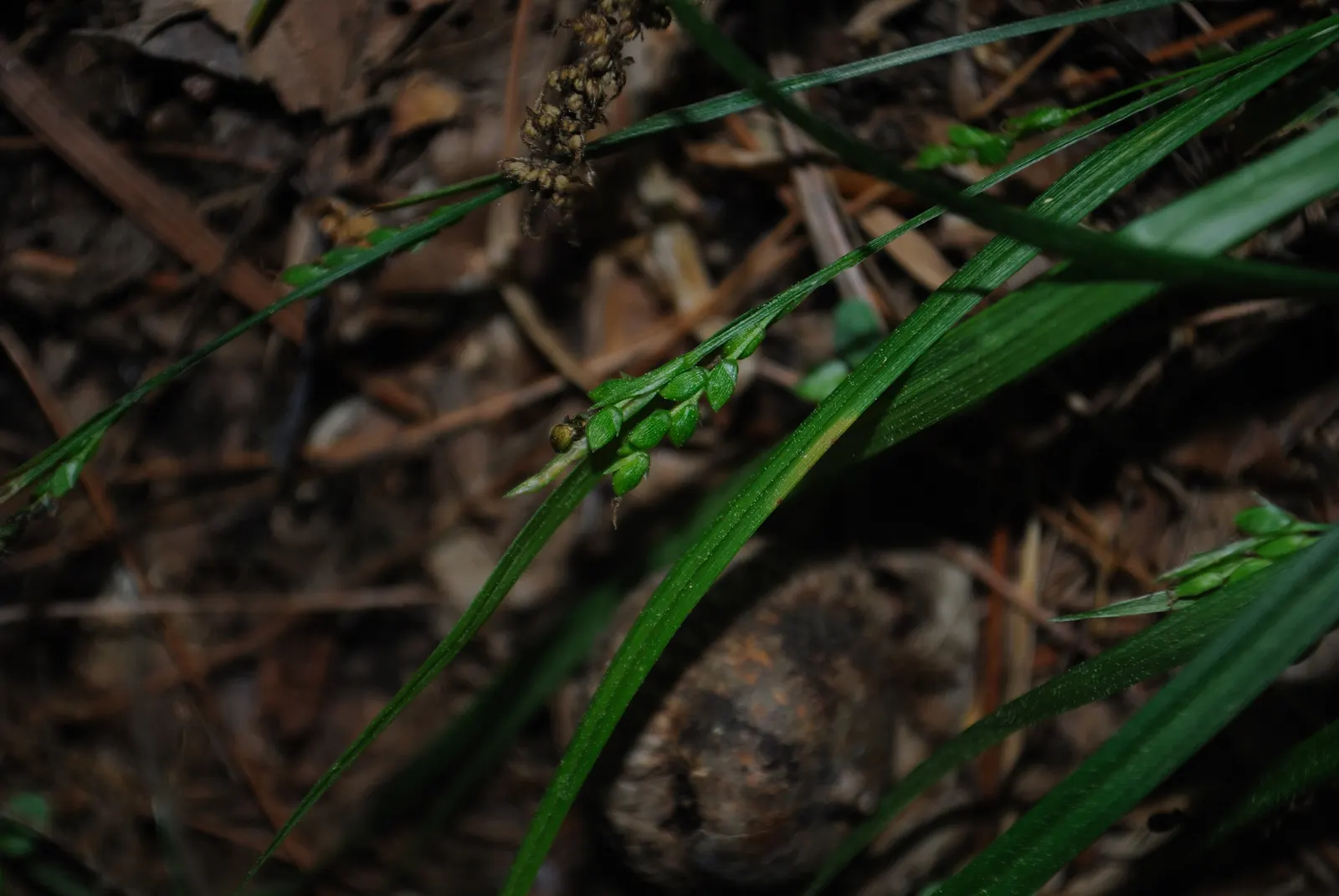 Slender Sedge (Carex Lasiocarpa) — With a height reaching up to 2 to 3 feet and a spread of approximately 1 to 2 feet; the Slender Sedge's foliage turns a