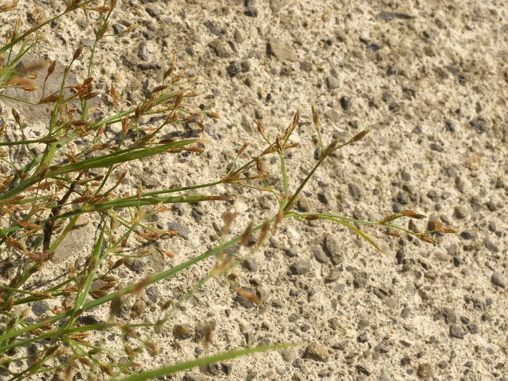Slender Sedge (Carex Lasiocarpa) — the Slender Sedge flourishes when planted in full to partial sun exposure; grass / ground cover for half or shade, image 66
