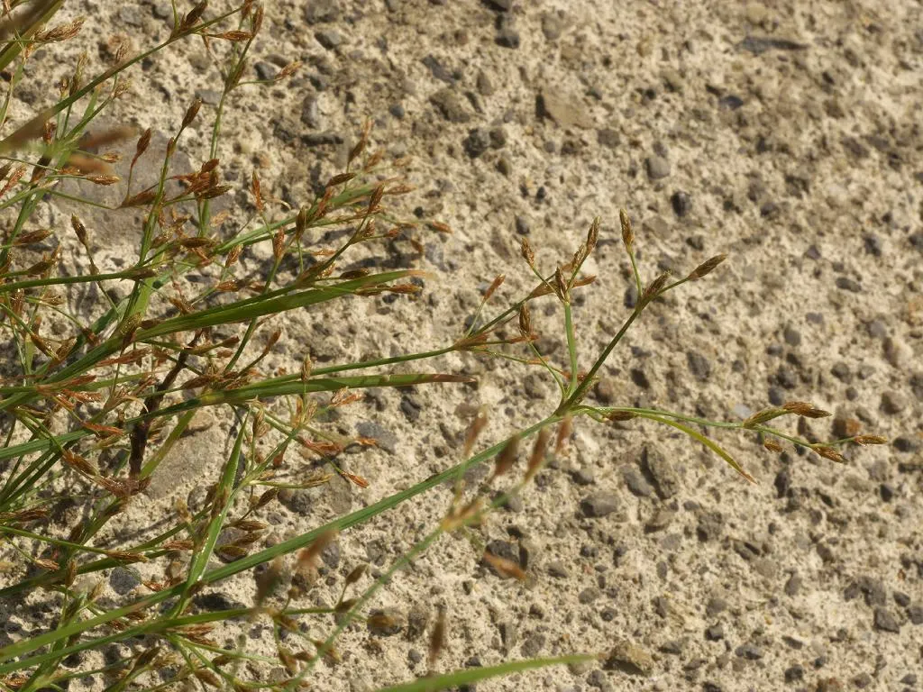 Slender Sedge (Carex Lasiocarpa) — Consider for natural water features, creating dense, graceful tufts, image 59