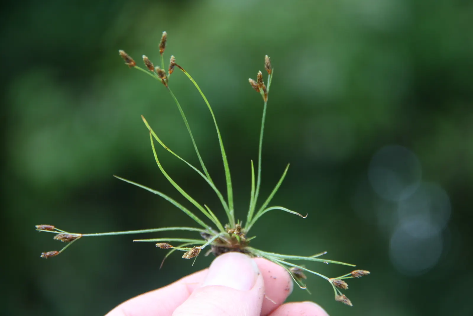 Slender Sedge (Carex Lasiocarpa) — Its delicate, fine-textured foliage reaches up to 3 feet high, spreading 1-2 feet; green foliage with a slightly, image 57