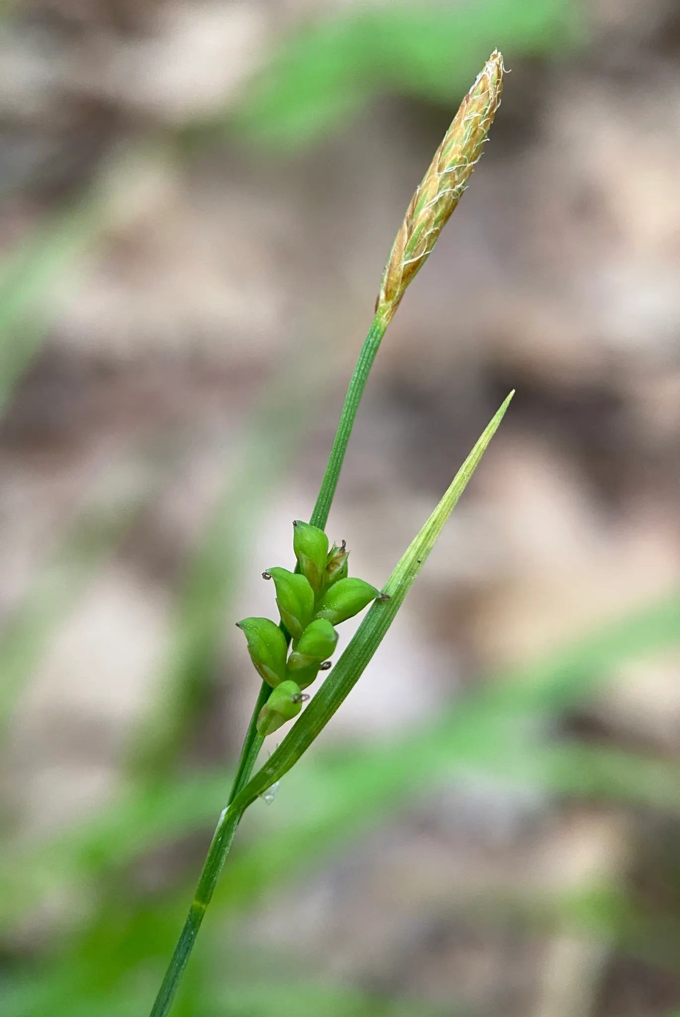 Slender Sedge (Carex Lasiocarpa) — making it highly suitable for pond edges and rain gardens, image 95