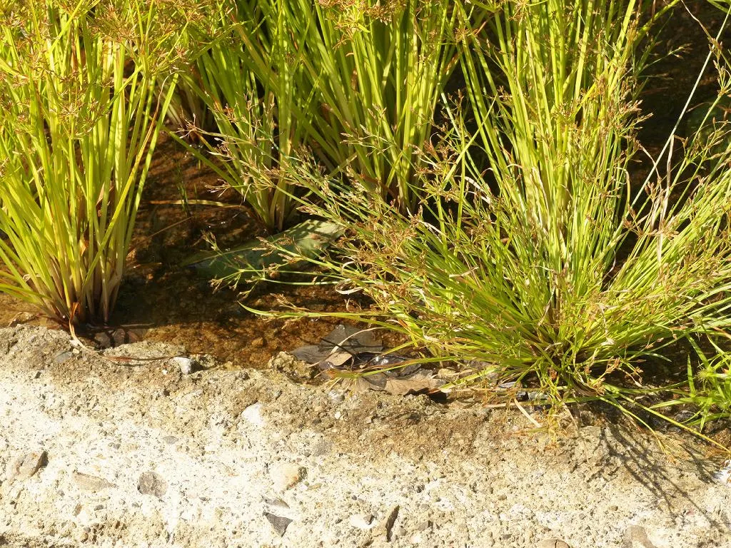 Slender Sedge (Carex Lasiocarpa) — the Slender Sedge flourishes when planted in full to partial sun exposure; grass / ground cover for half or shade
