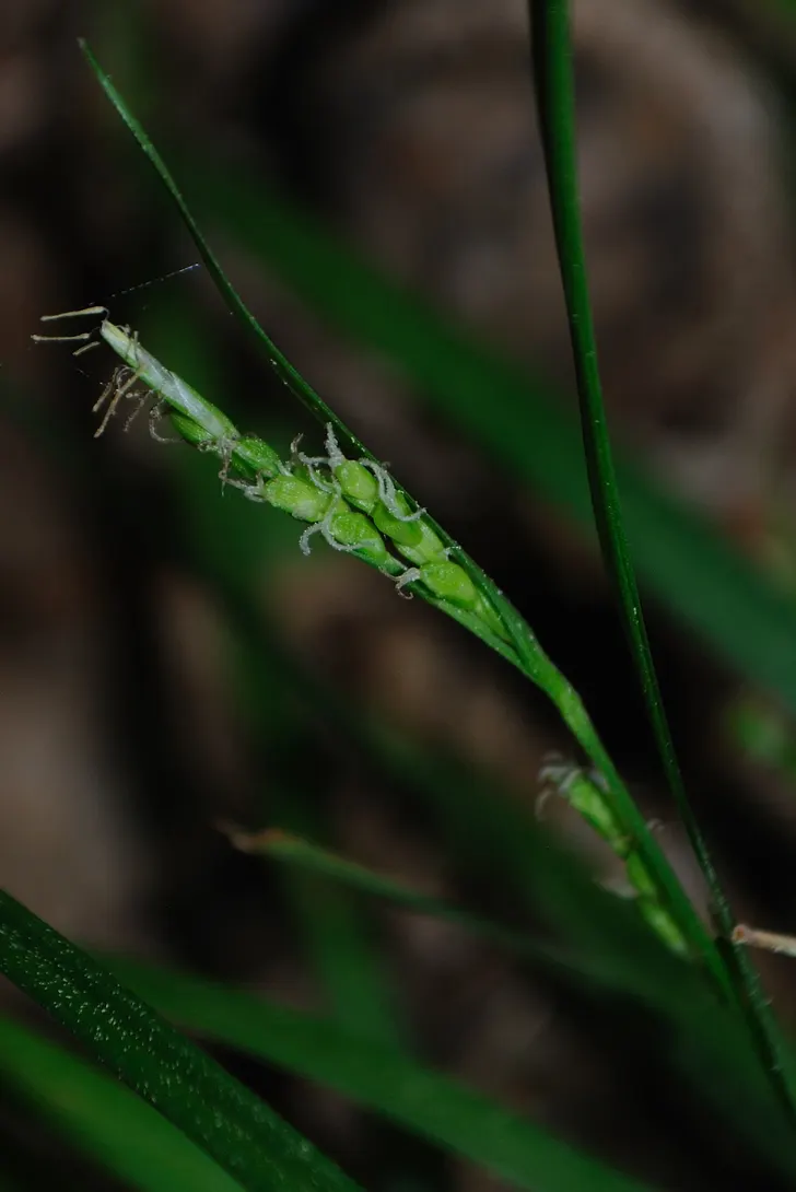 Slender Sedge (Carex Lasiocarpa) — grass / ground cover for half or shade; rounding out both the ecological value and aesthetic appeal of this sedge, image 108