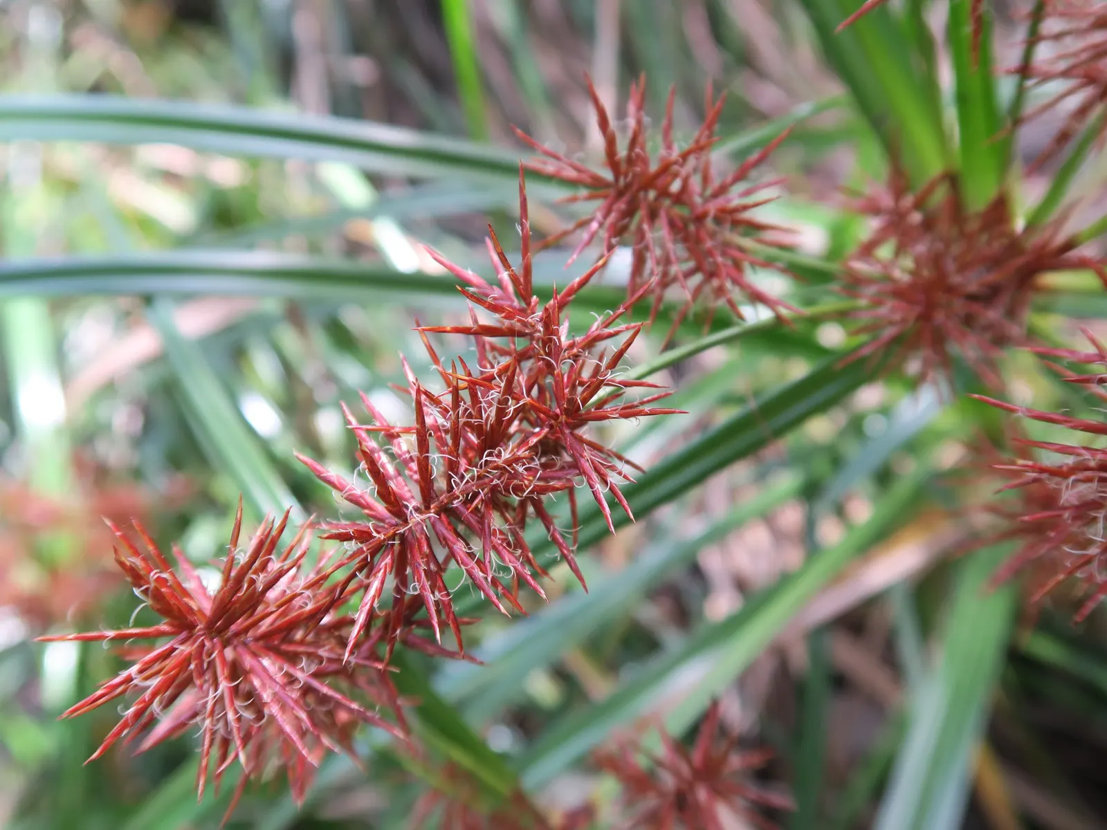 Slender Sedge (Carex Lasiocarpa) — white flowers in the garden