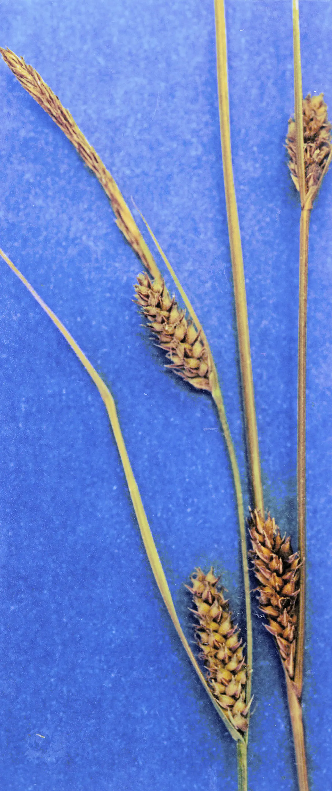 Slender Sedge (Carex Lasiocarpa) — Carex lasiocarpa is an ideal choice for naturalistic designs that aim to create a serene, image 77