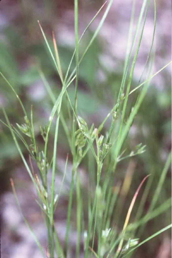 Slender Sedge (Carex Lasiocarpa) — making it highly suitable for pond edges and rain gardens, image 122