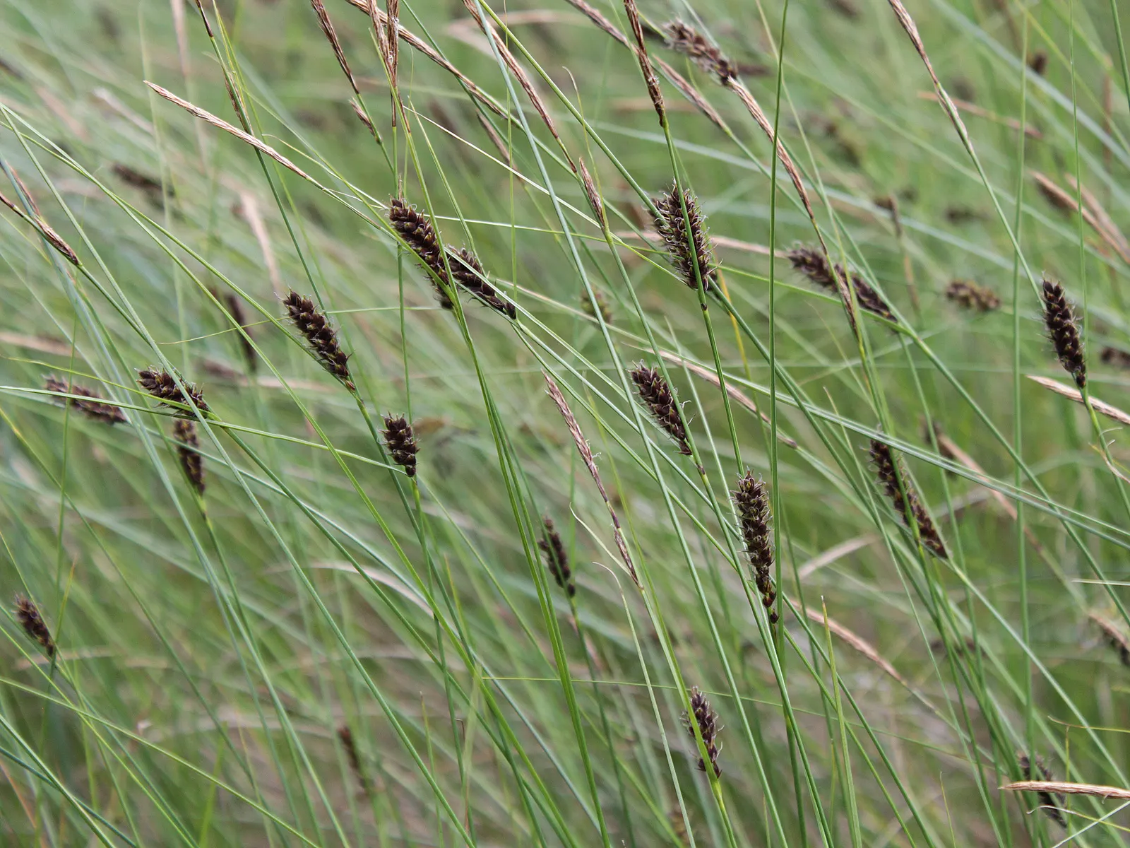 Slender Sedge (Carex Lasiocarpa) — white flowers in the garden; this perennial sedge is native to northern regions and thrives in USDA zones 3 through 7