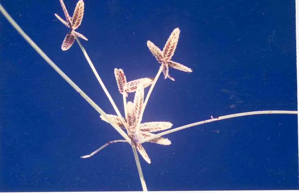 Slender Sedge (Carex Lasiocarpa) — green foliage with a slightly arching form; with a height reaching up to 2 to 3 feet and a spread of, image 72