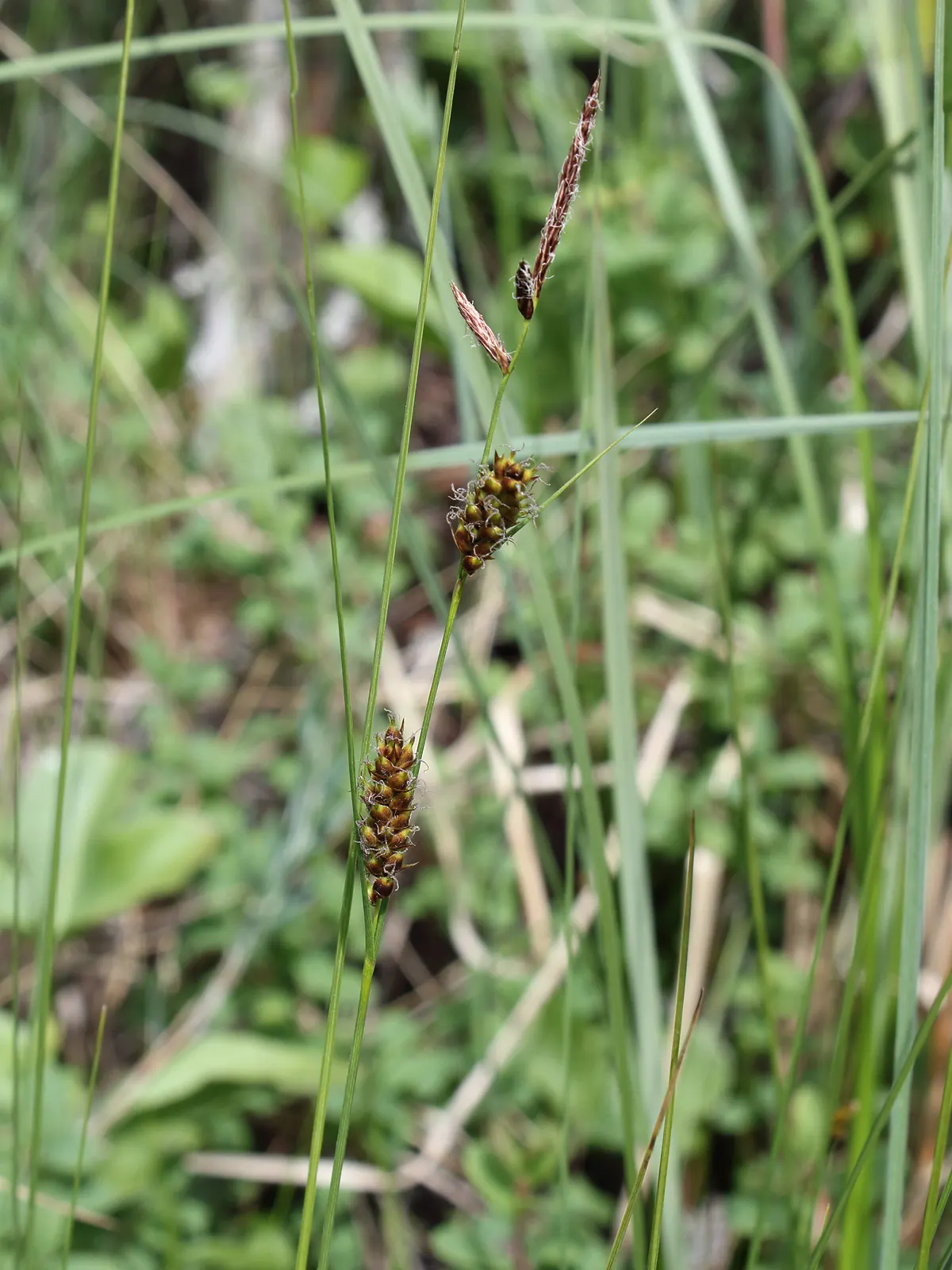 Slender Sedge (Carex Lasiocarpa) — showcasing its adaptive resilience to colder climates.<br><br>Typically found in marshy conditions; these subtle, image 65