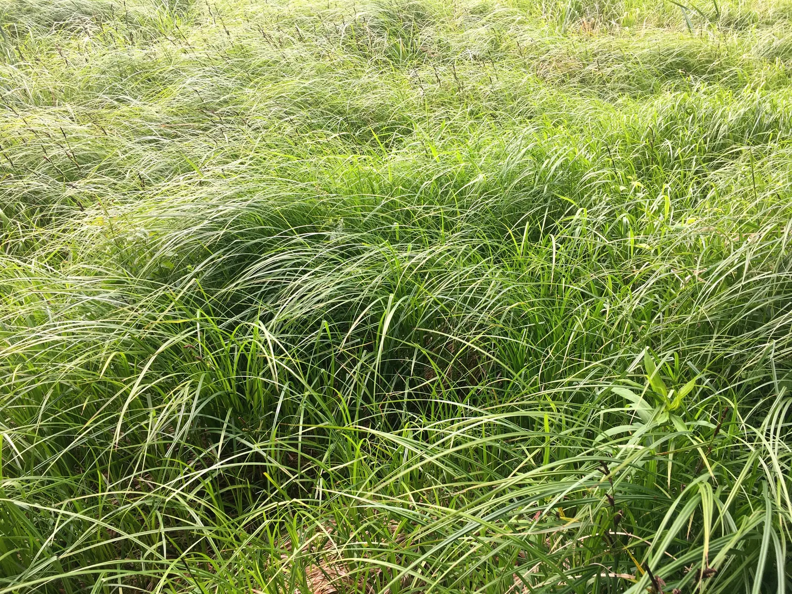 Slender Sedge (Carex Lasiocarpa) — Minimal maintenance; clip old growth in spring