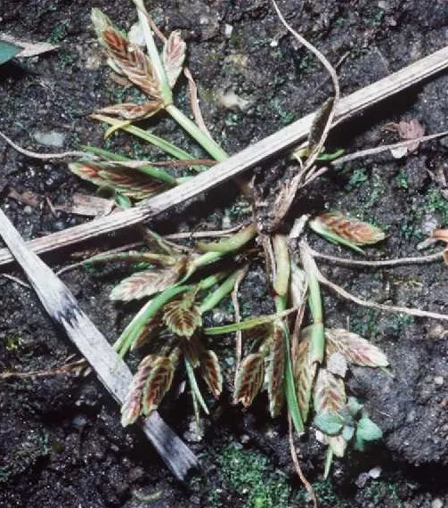 Slender Sedge (Carex Lasiocarpa) — is a captivating addition to any water garden or wetland landscape; minimal maintenance; clip old growth in, image 63