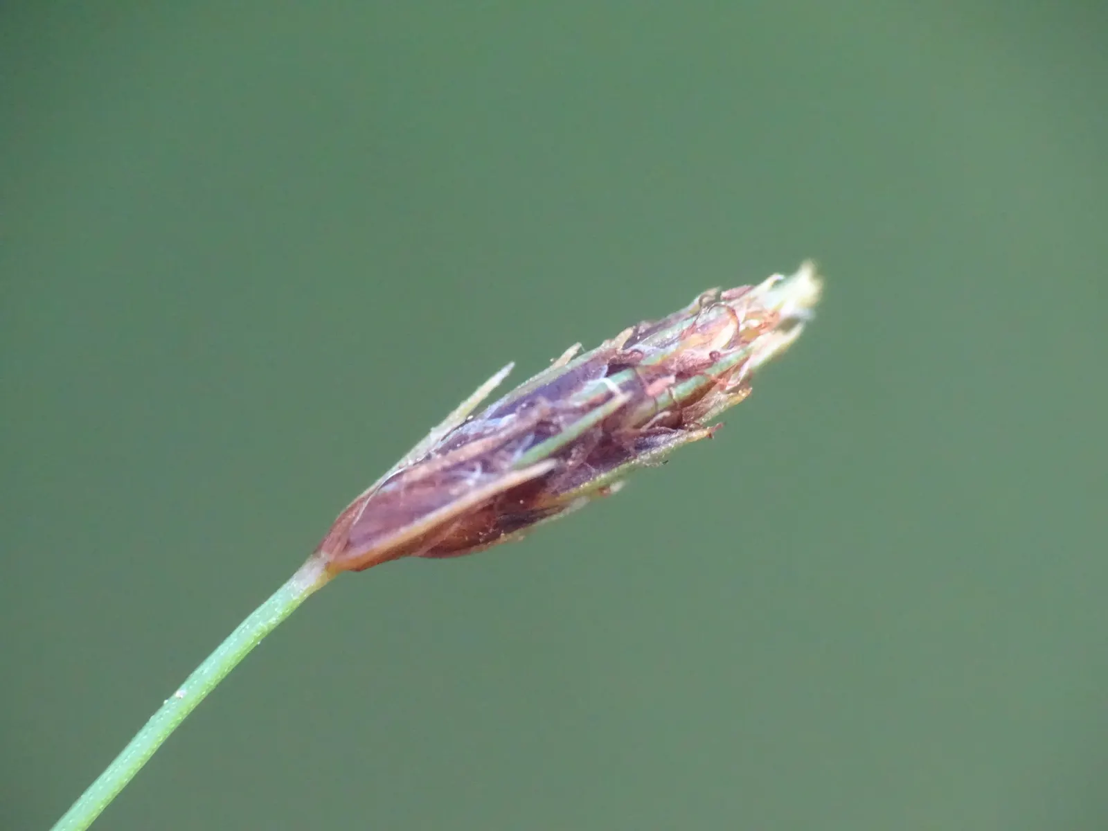 Slender Sedge (Carex Lasiocarpa) — Consider for natural water features, creating dense, graceful tufts, image 113